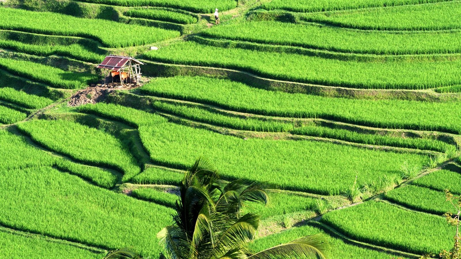 Banner image of Indonesia: Bali Adventure