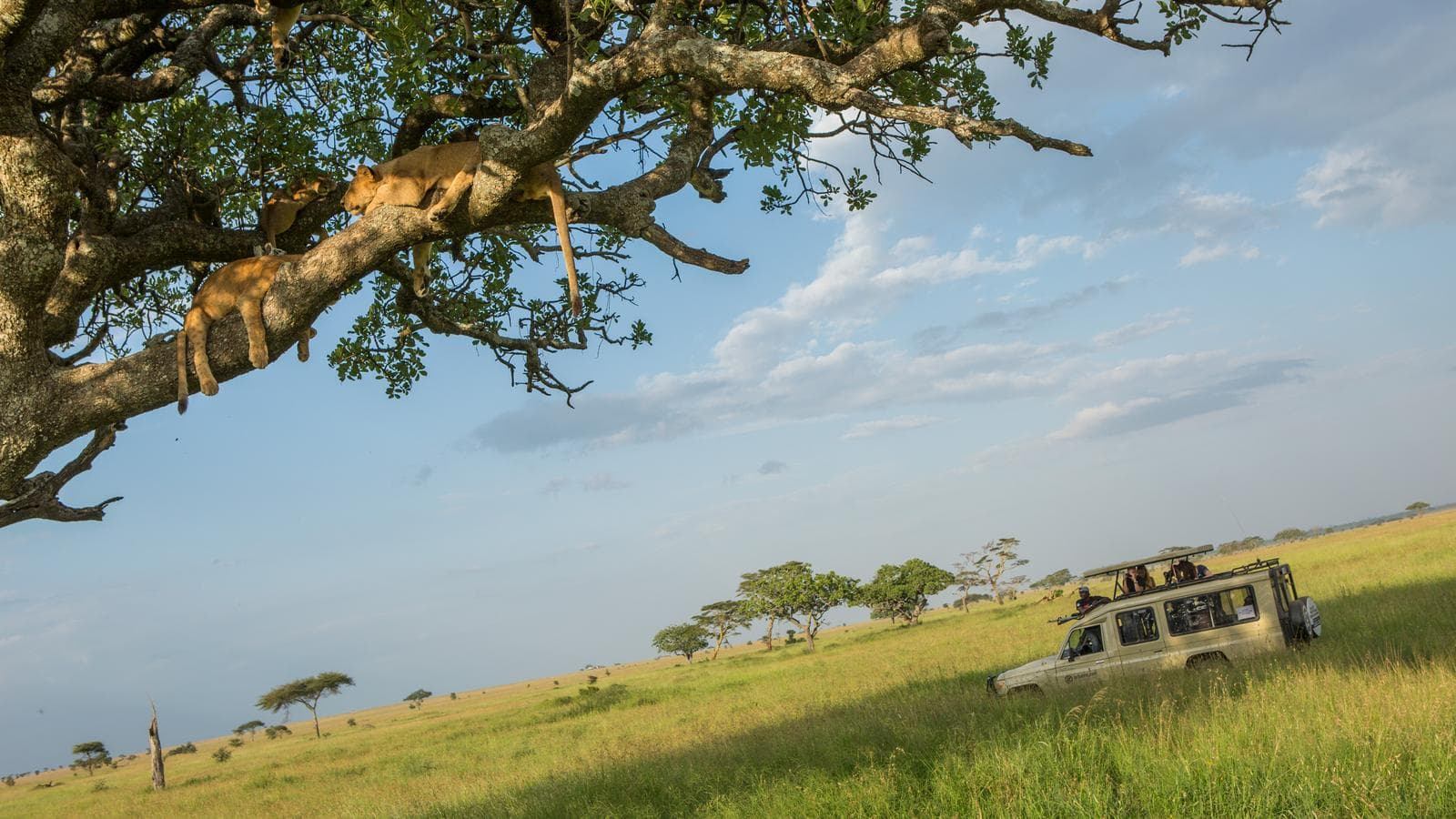 Banner image of Southern Tanzania Safari