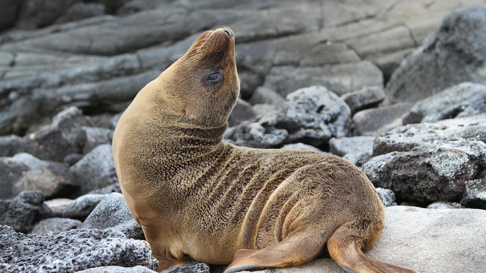 Banner image of Galápagos — South & East Islands aboard the Monserrat