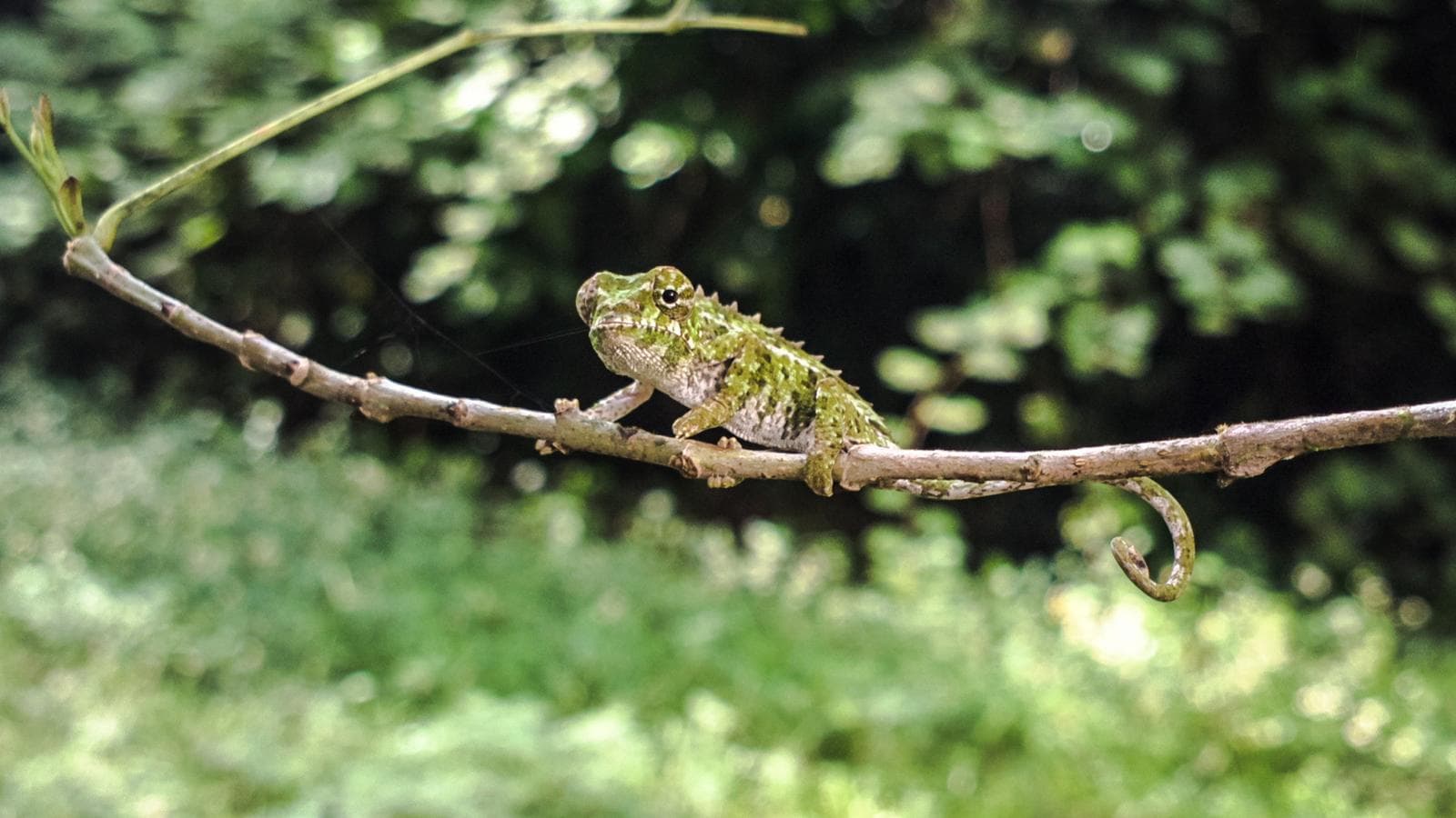Banner image of Highlights of Madagascar — Plus