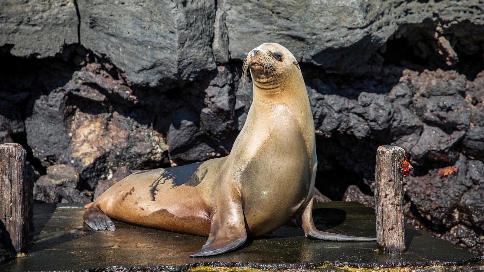 Banner image of Galápagos — East, Central, & West Islands aboard the Eden