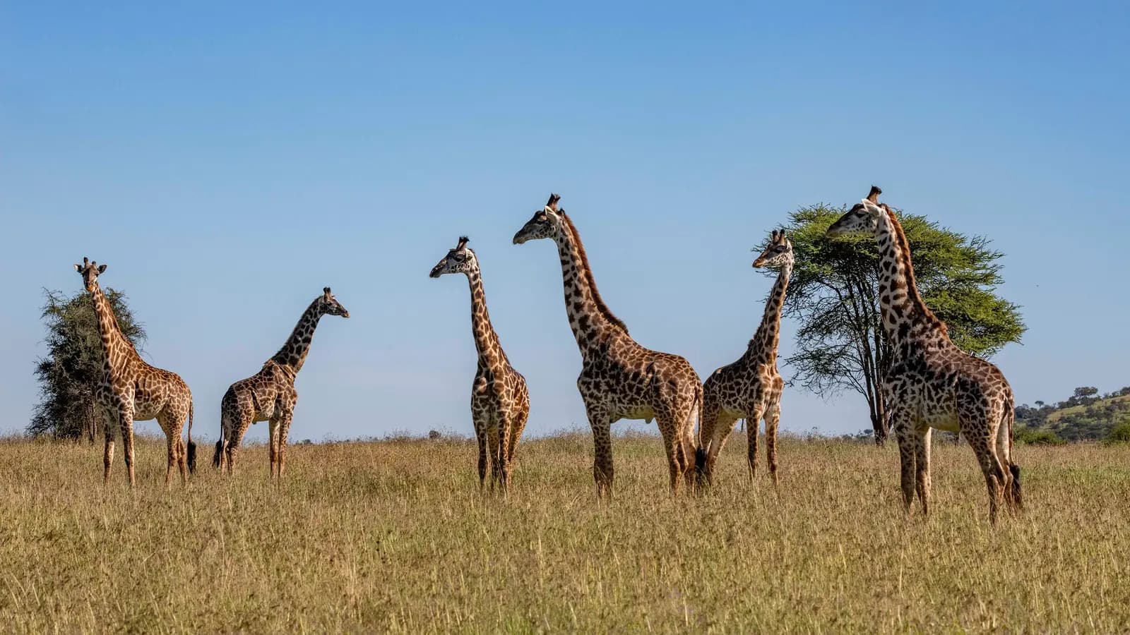 Banner image of Tanzania & Zanzibar: The Serengeti, Ngorongoro Crater & Island Shores