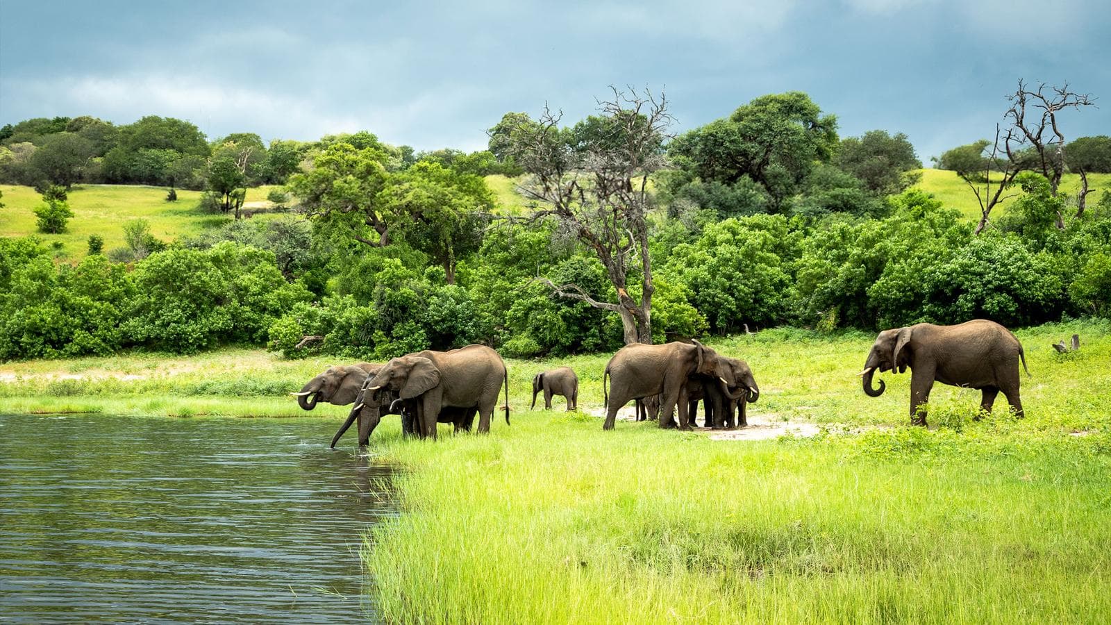 Banner image of Zimbabwe & Botswana Safari: Victoria Falls & The Big Five