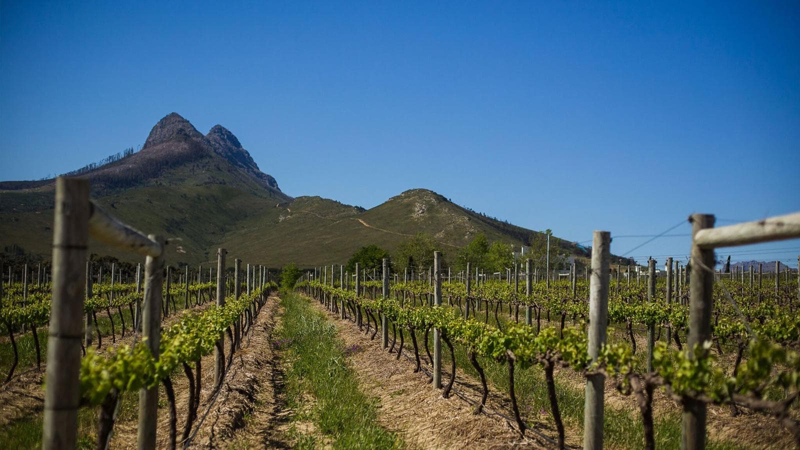 Banner image of Ultimate South Africa
