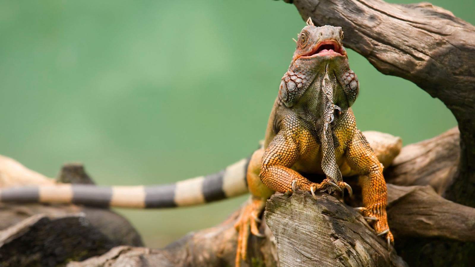 Banner image of The Best of Costa Rica