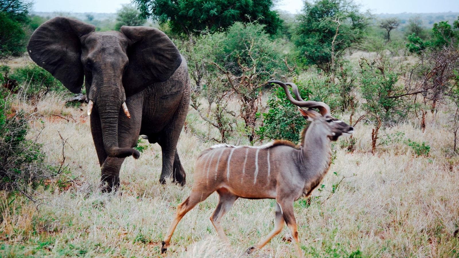 Banner image of Best of Kruger & Victoria Falls