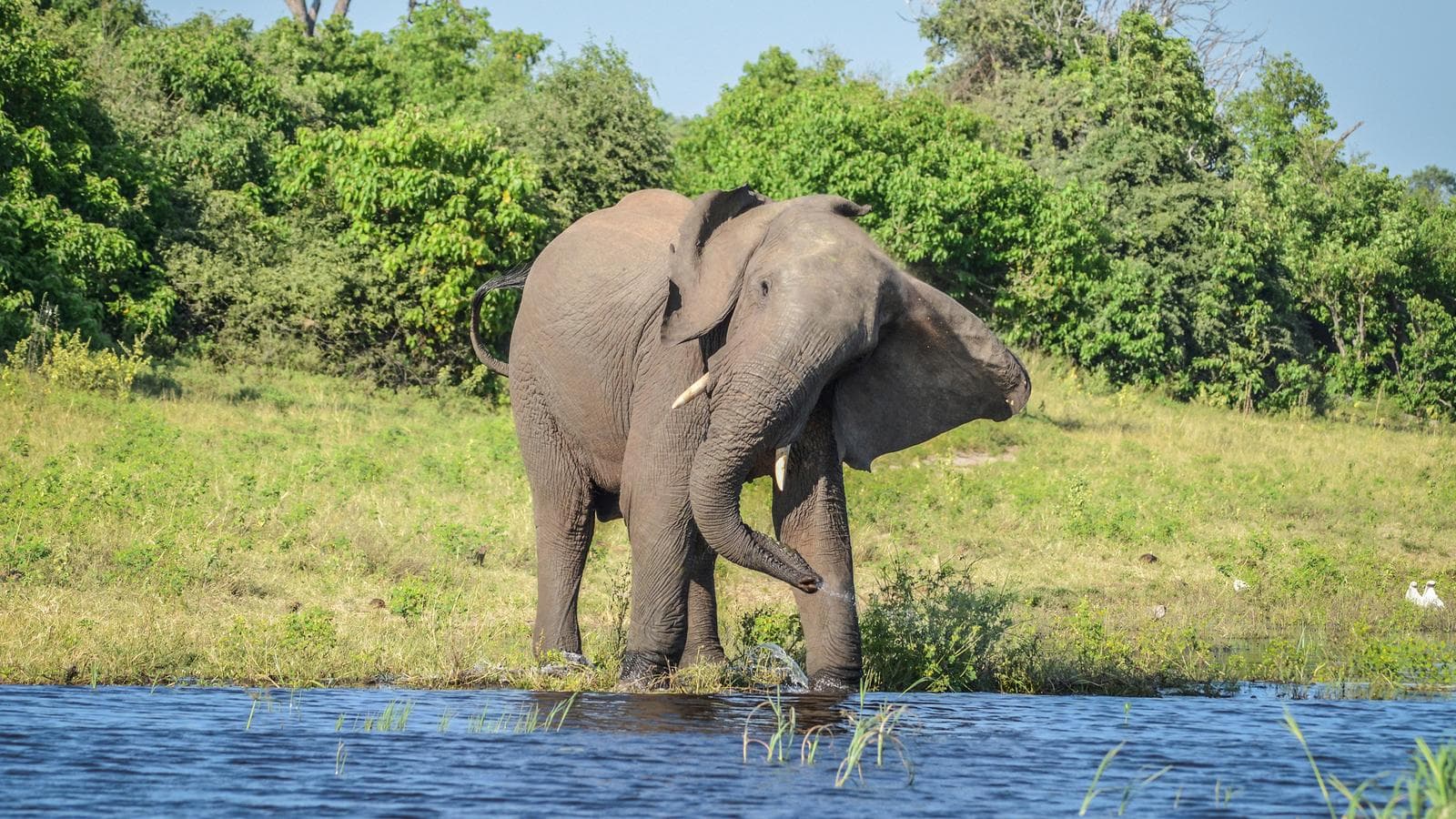 Banner image of Botswana & Victoria Falls Adventure