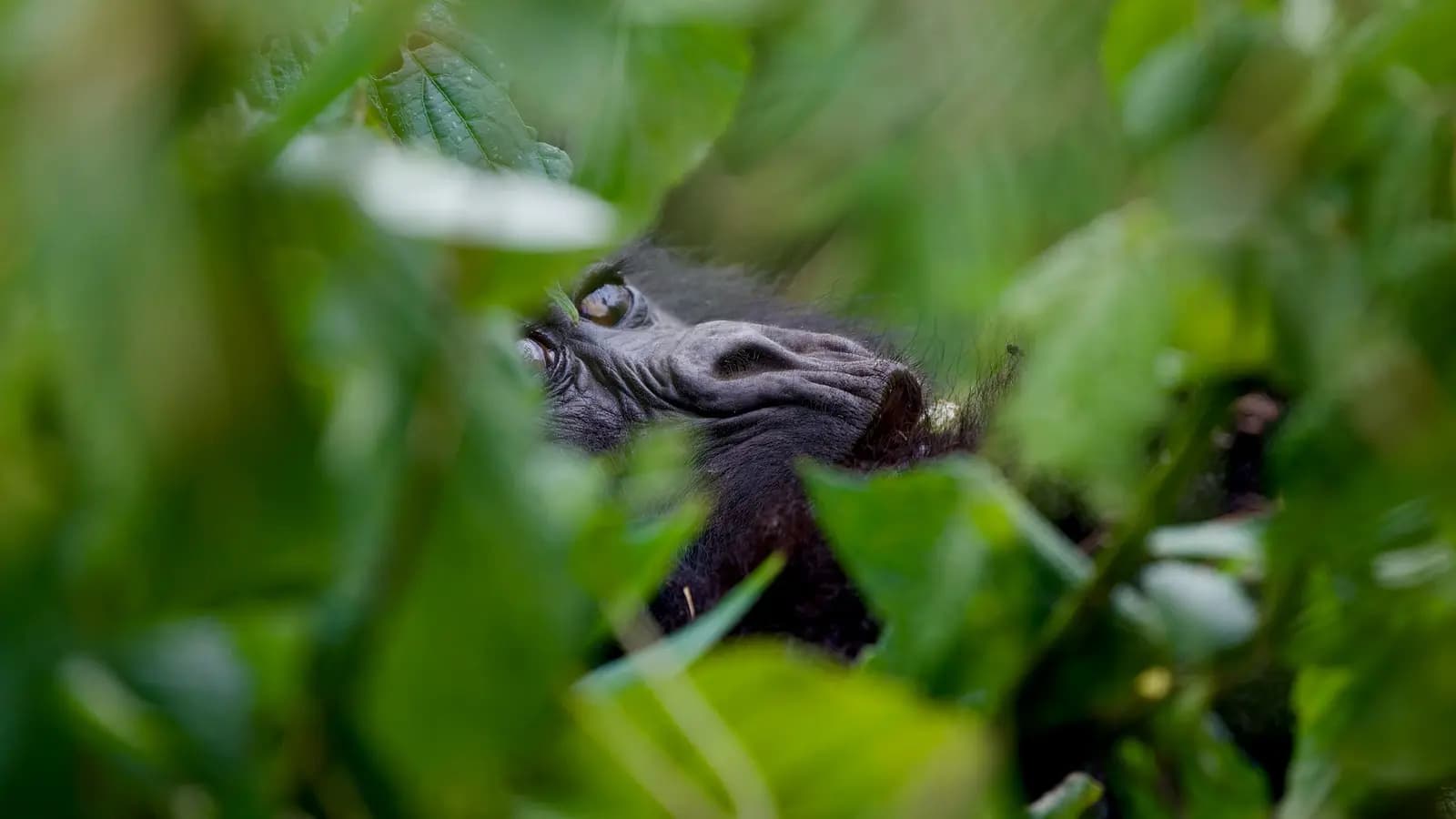 Banner image of Signature: Kenya & Rwanda — From the Mara to the Mist