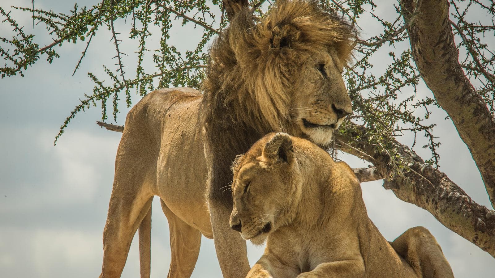 Banner image of Wildlife Parks of Tanzania
