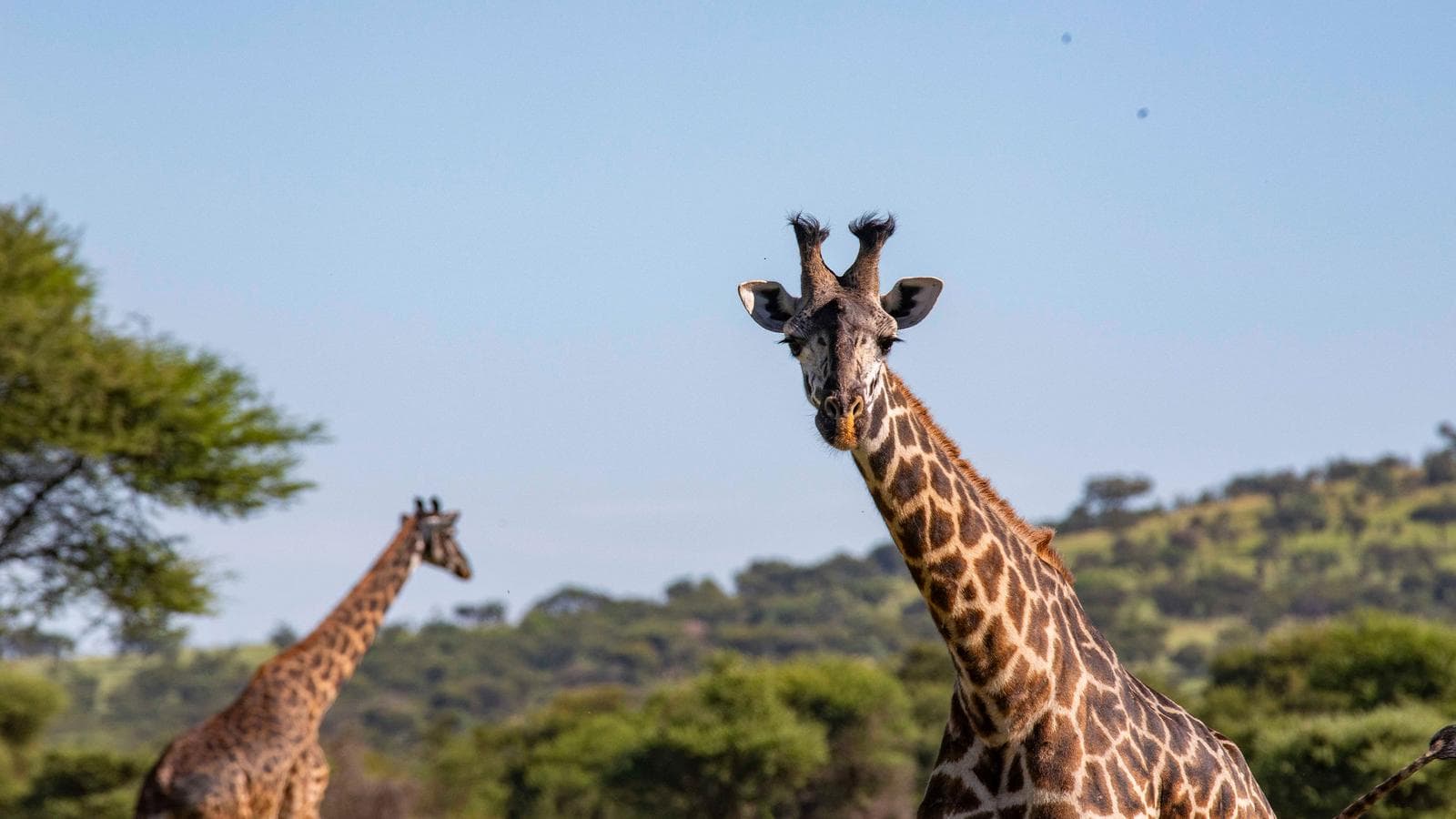 Banner image of Zimbabwe to Kenya Overland Safari & Participation Camping