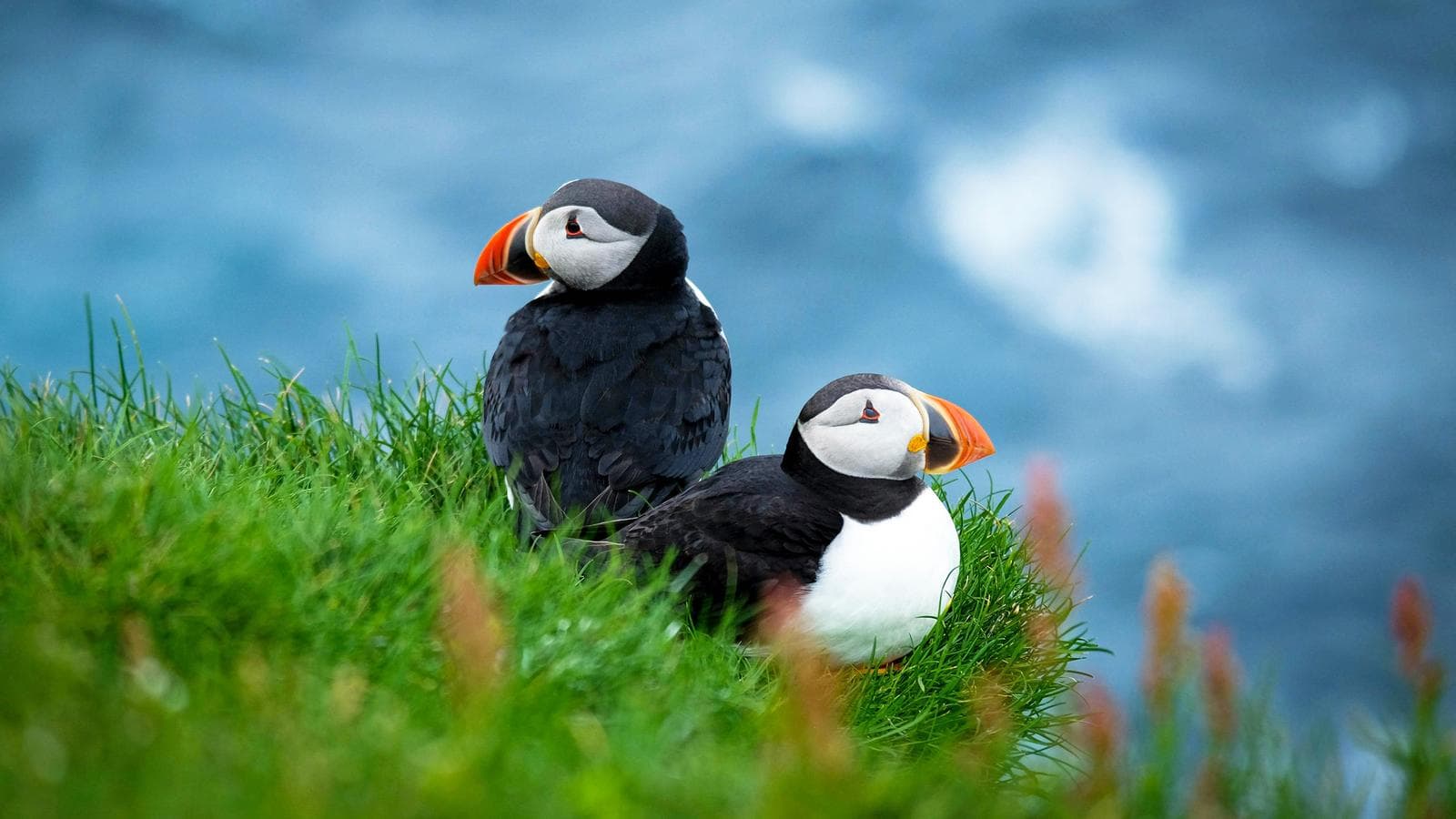 Banner image of The Scottish Isles: An Expedition Through History & Highlands