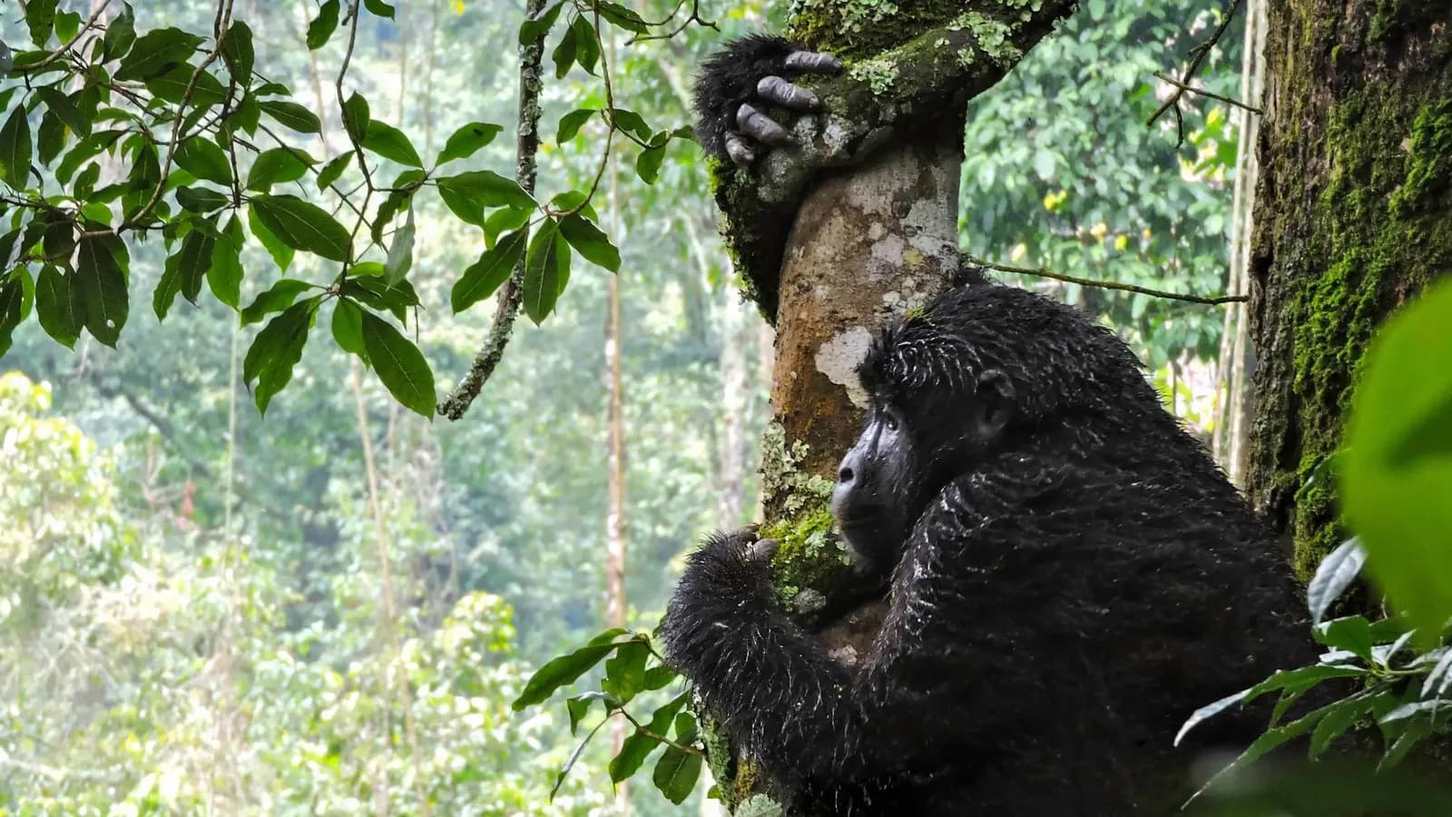 Banner image of East Africa Discovery