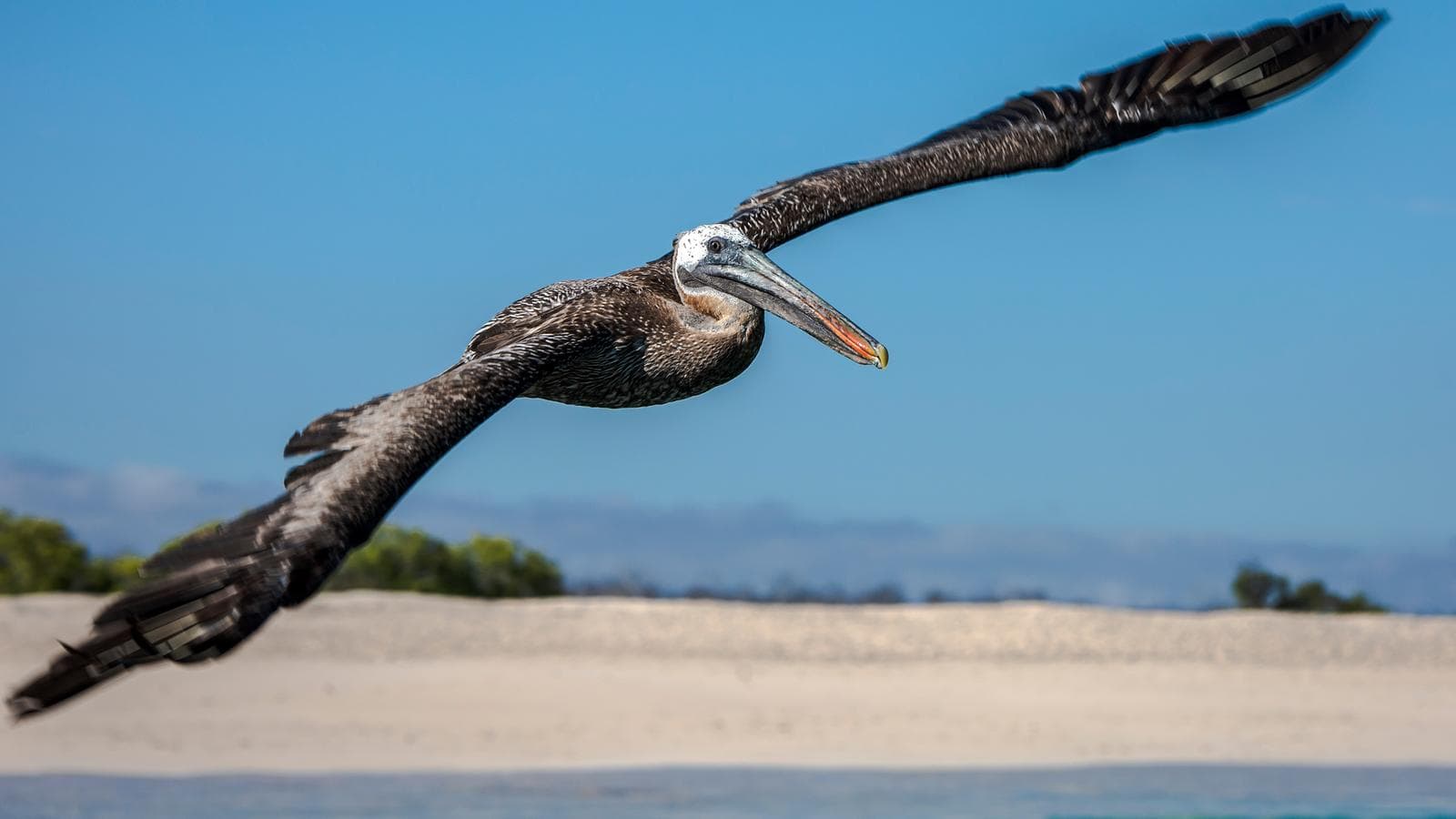 Banner image of Galápagos — North, Central, & South Islands aboard the Eden