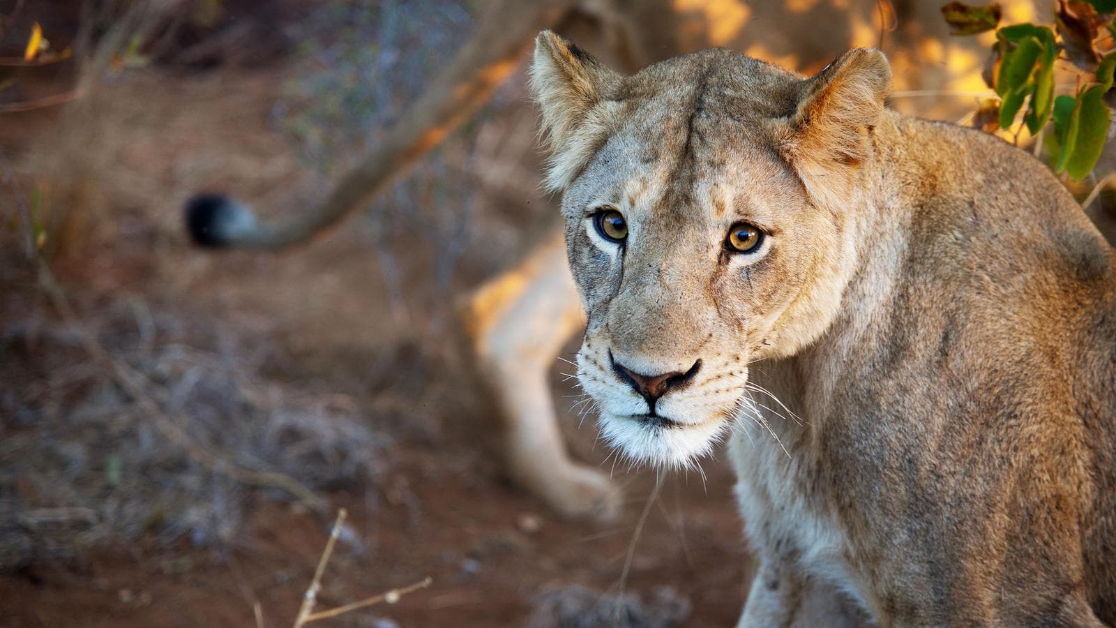 Banner image of Mozambique, Kruger & Swazi Discoverer