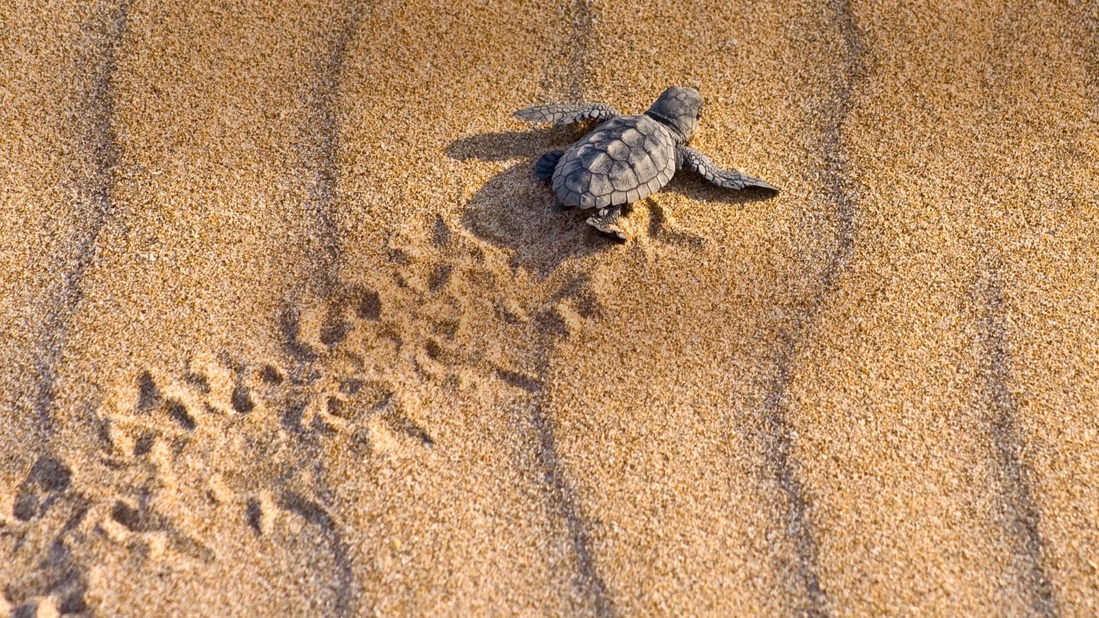 Banner image of Turtles and Tortuguero Independent Adventure