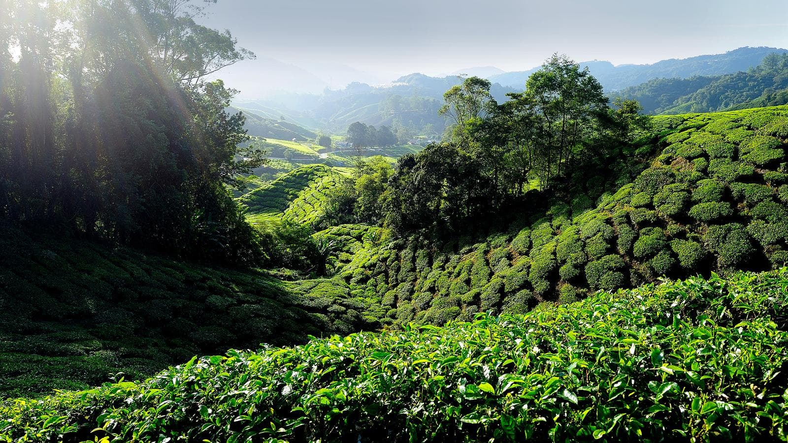 Banner image of Colours of Asia – Singapore to Bangkok
