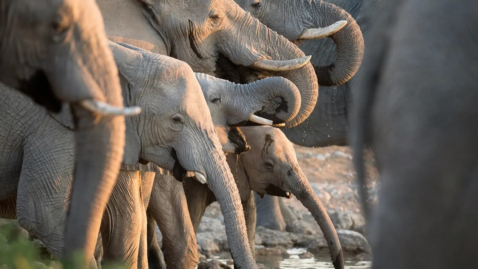 Banner image of Signature: Botswana's Wildlife & the Okavango Delta
