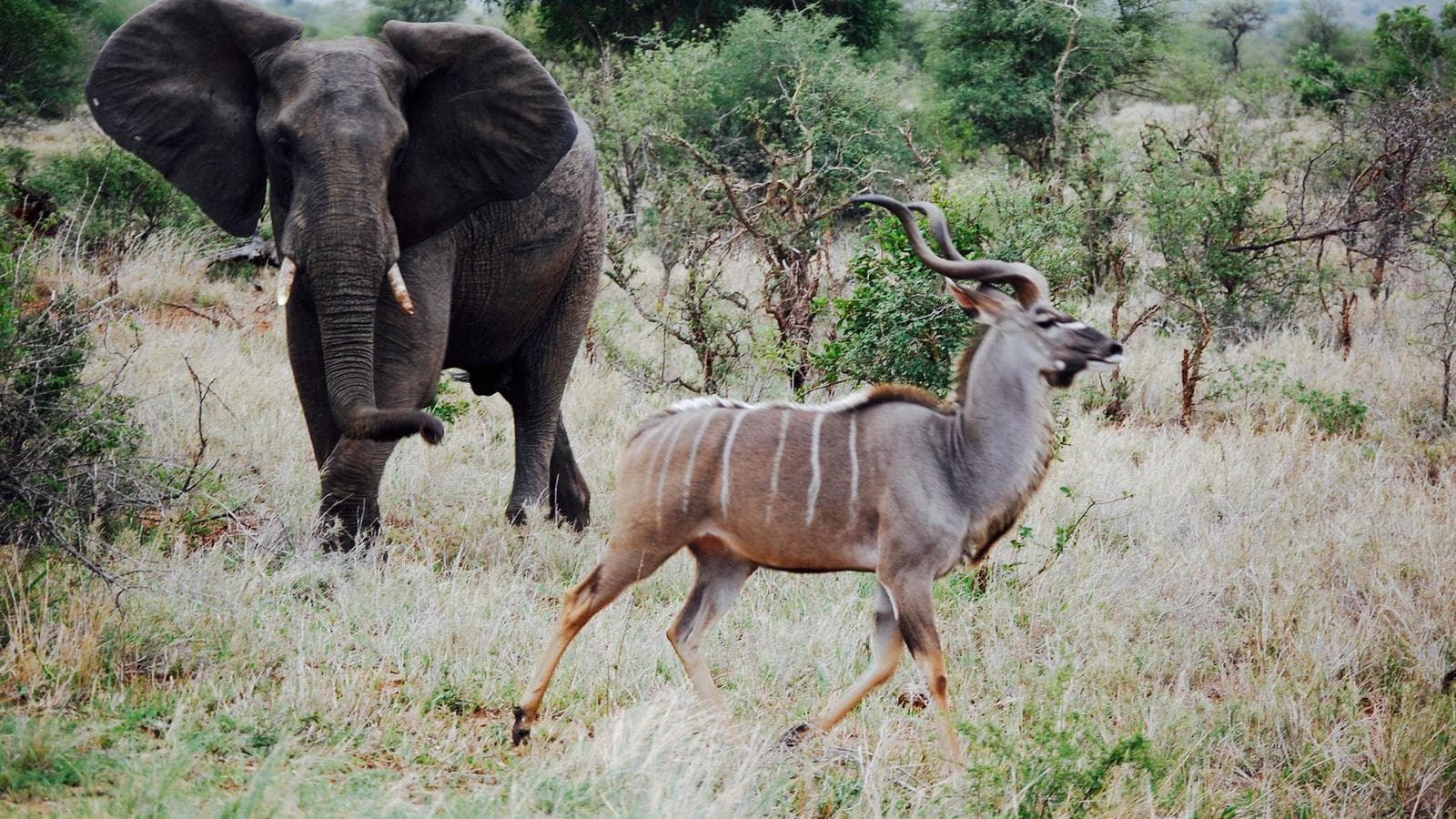 Banner image of Kruger and Swazi Overland: Mountains & Village Culture