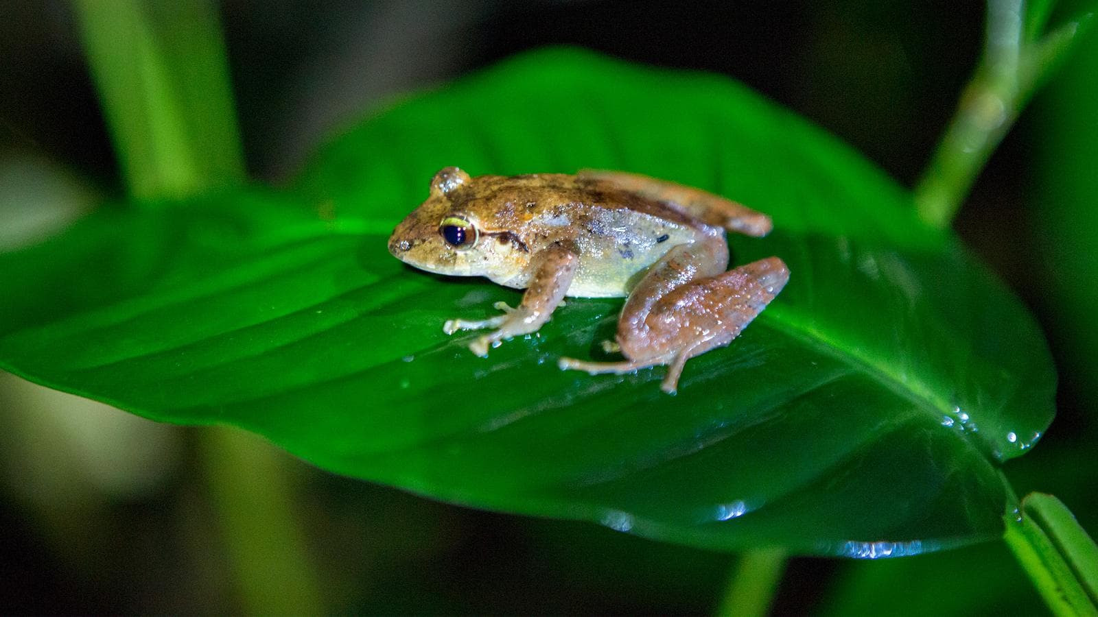 Banner image of TailorMade Costa Rica: Natural Wonders
