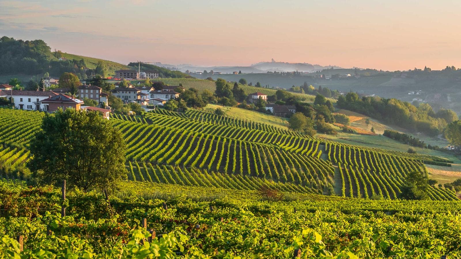 Banner image of Walking Piedmont and the Barolo Wine Region