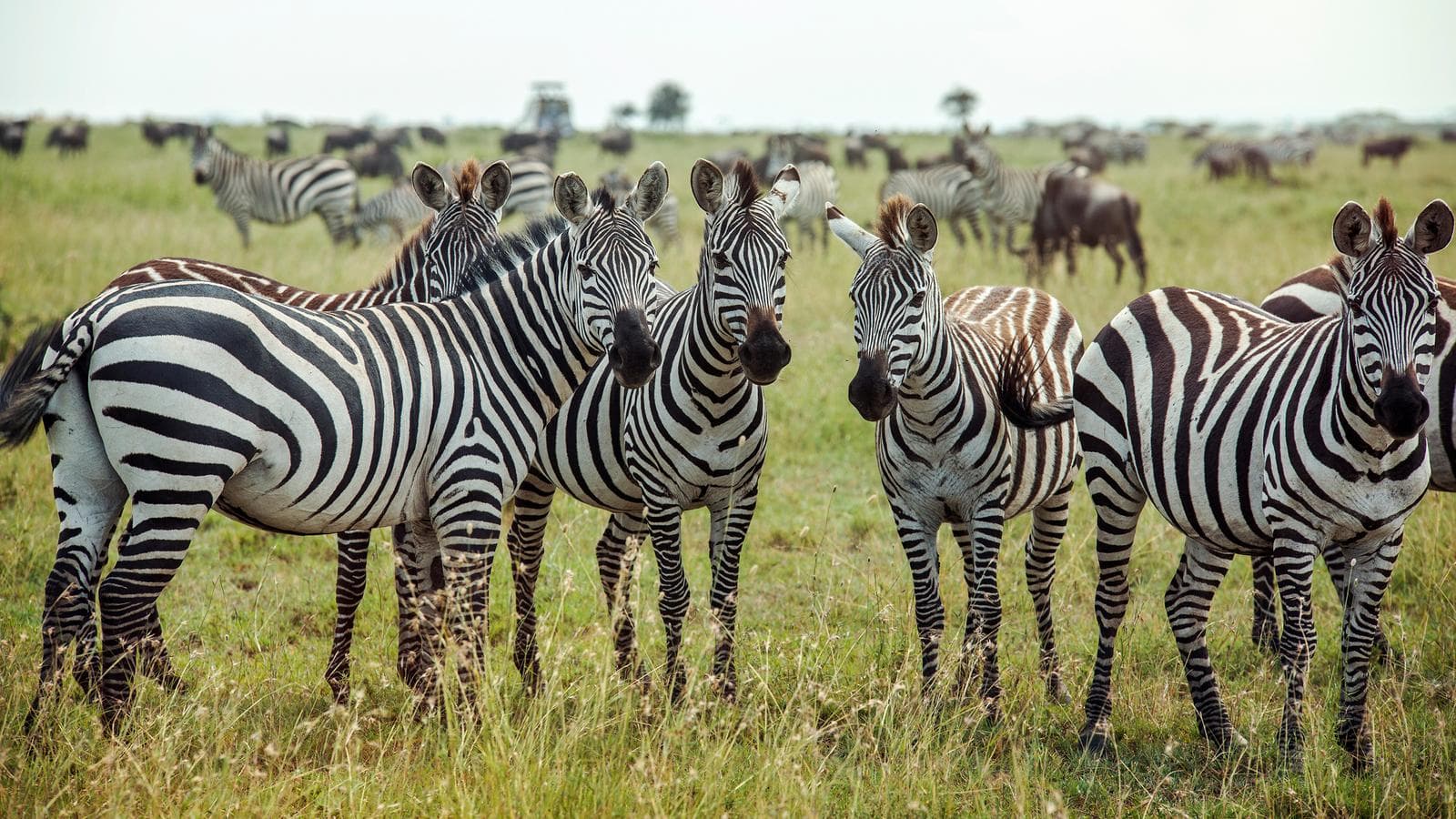 Banner image of Southern Africa Encompassed: Bush Camps & Wildlife Spotting