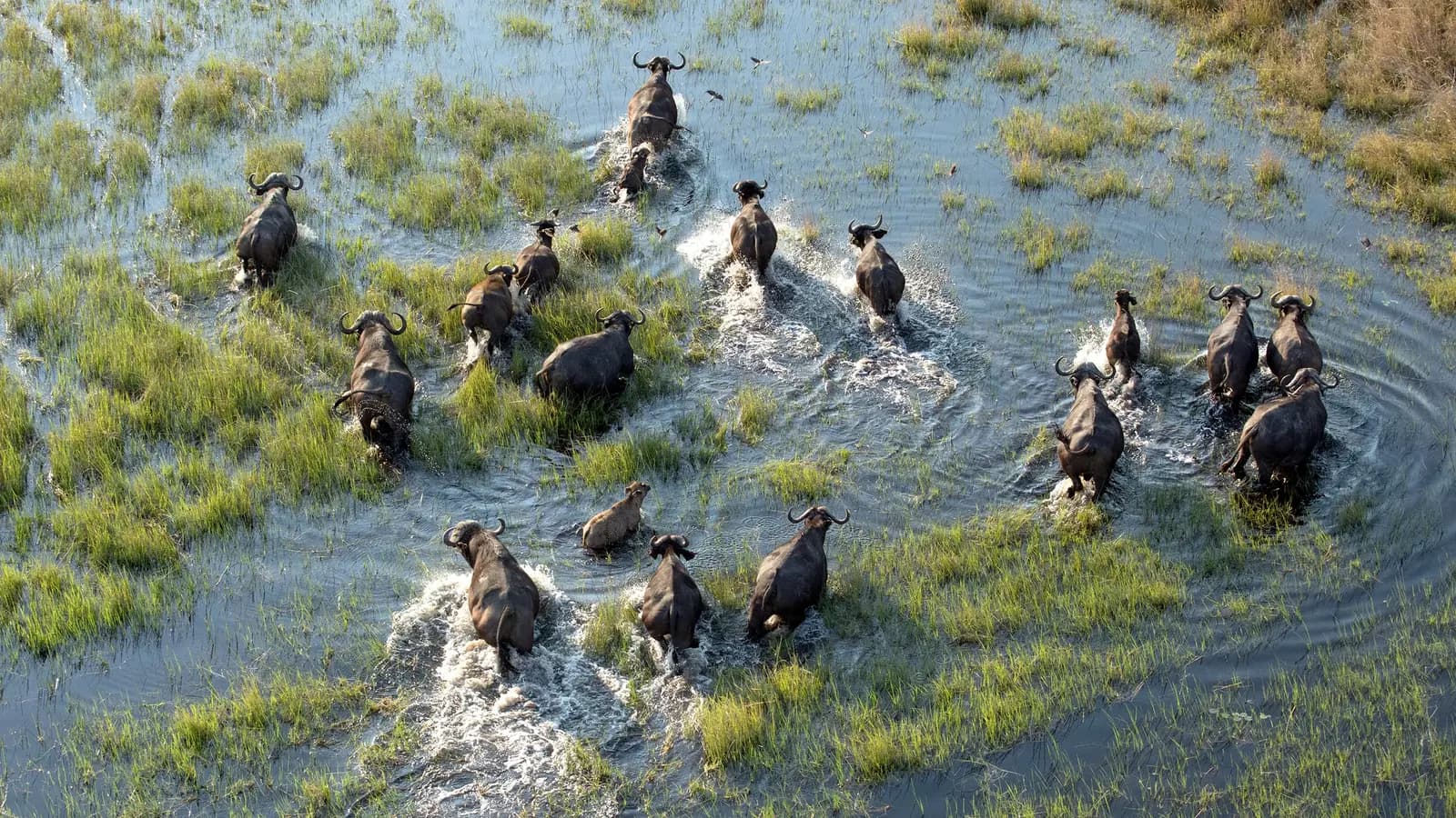 Banner image of Signature: Kruger, Victoria Falls & Botswana’s Untamed Wonders