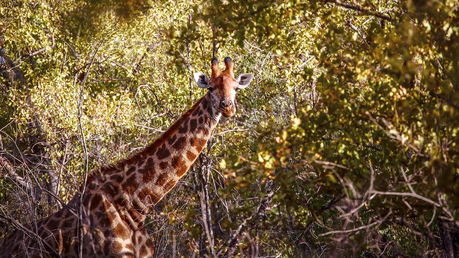 Banner image of Cape to Kruger Adventure