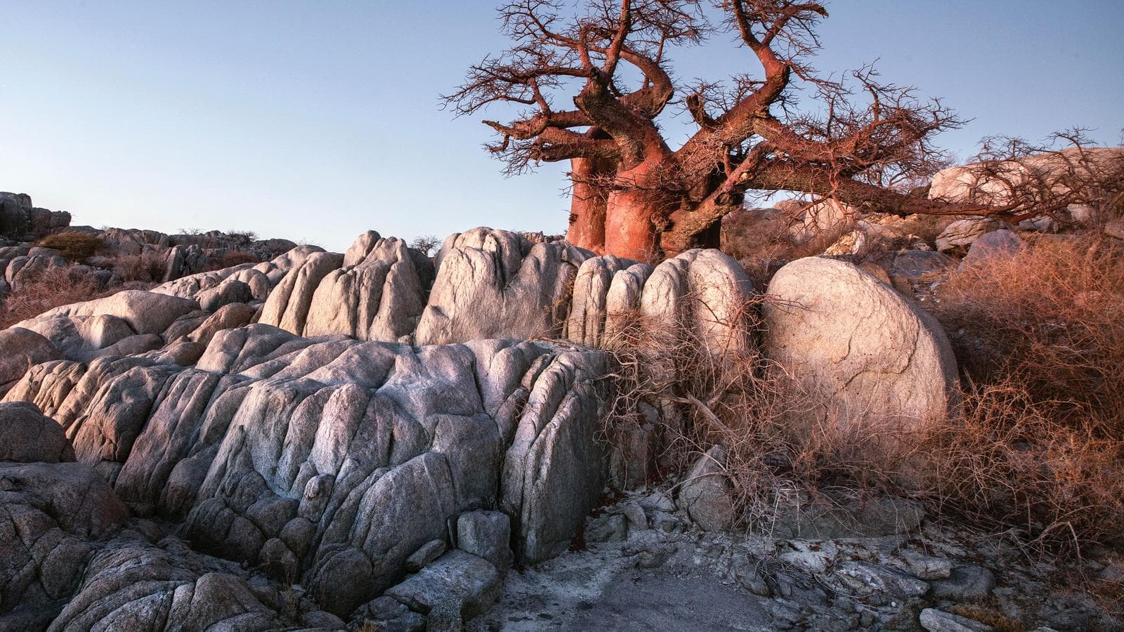 Banner image of Kruger, Victoria Falls & Botswana Safari