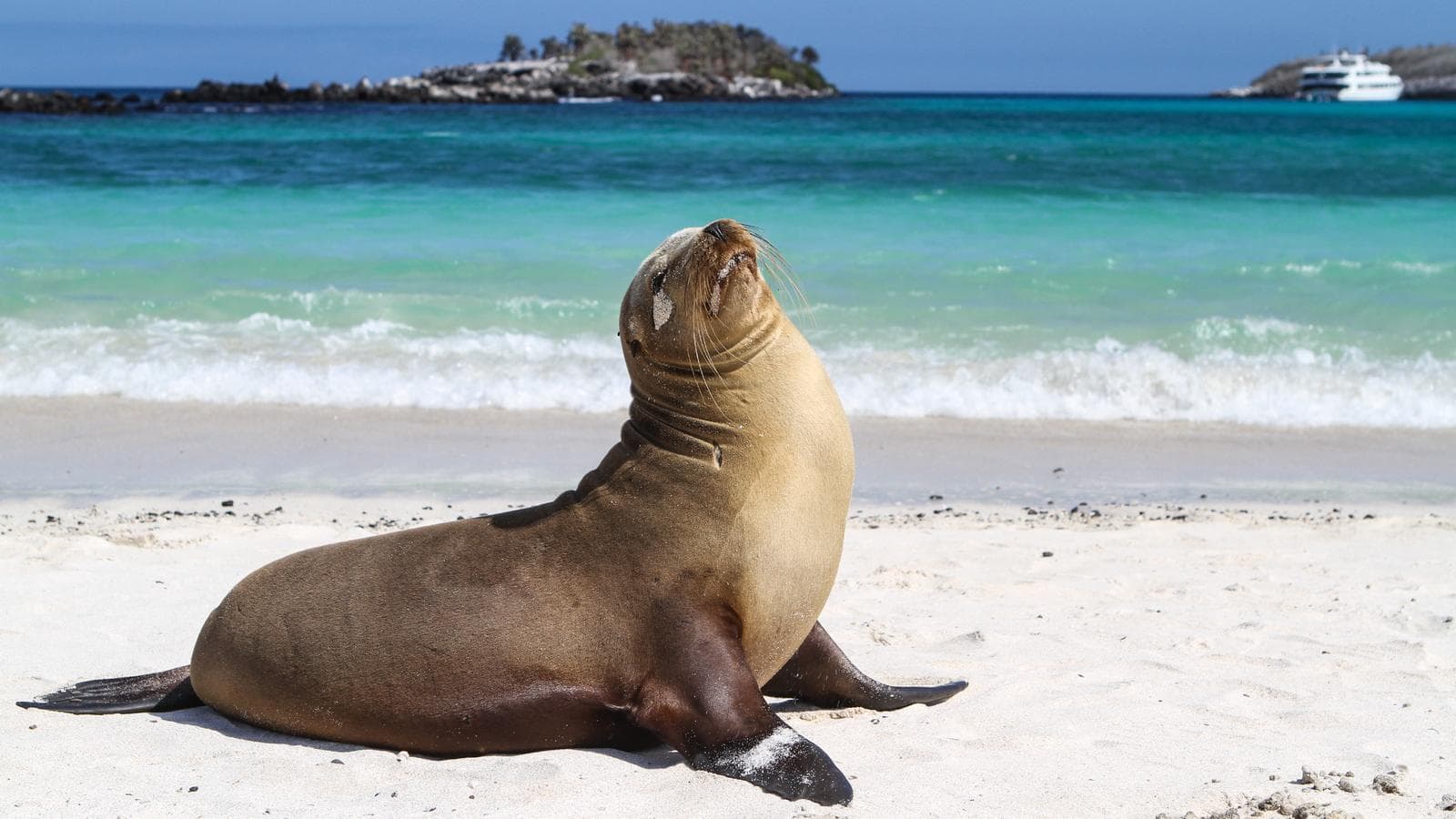 Banner image of Galápagos — North, West & Central Islands aboard the Yolita