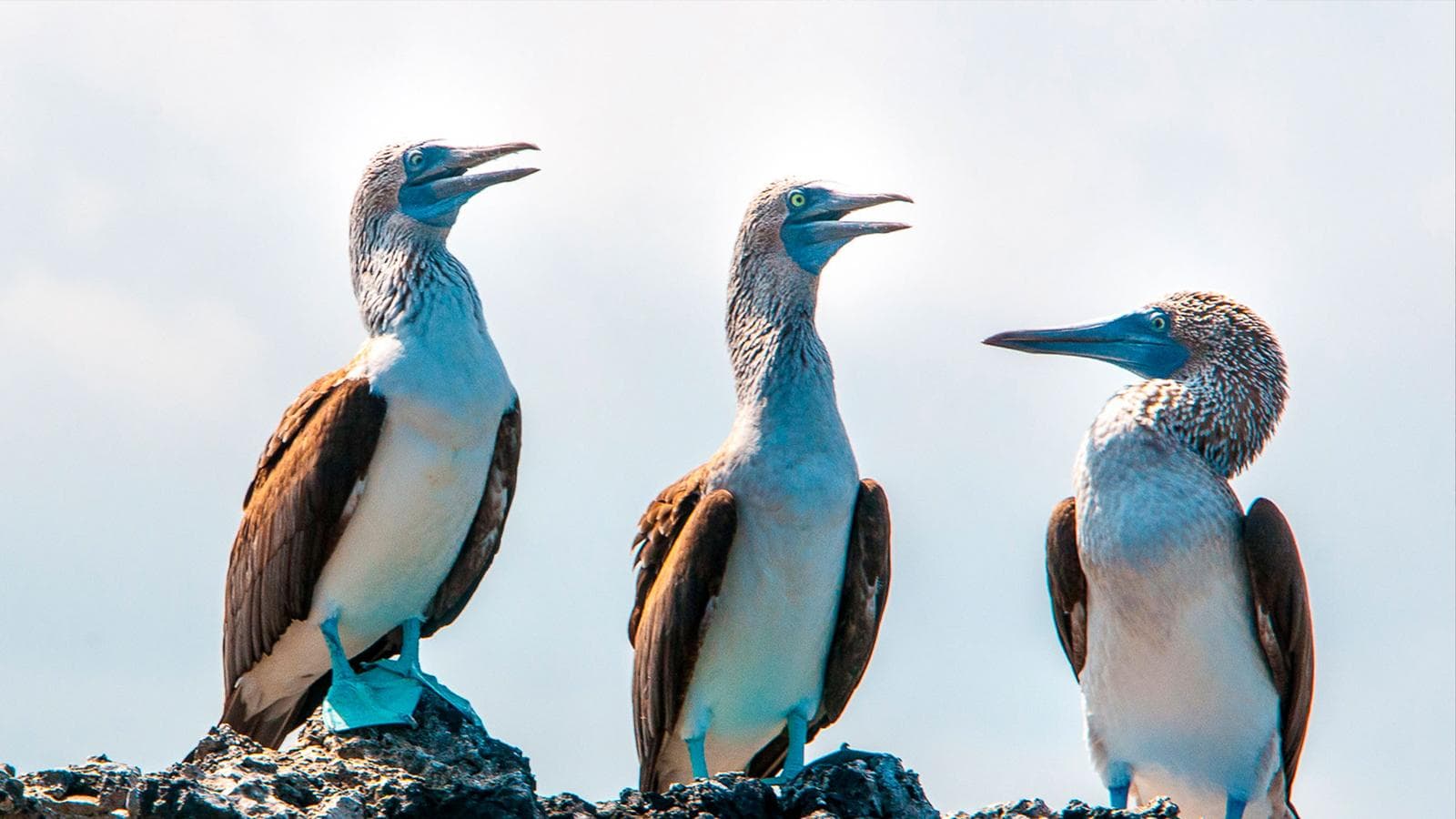 Banner image of Galápagos – West and Central Islands aboard the Reina Silvia Voyager (Cruise Only)