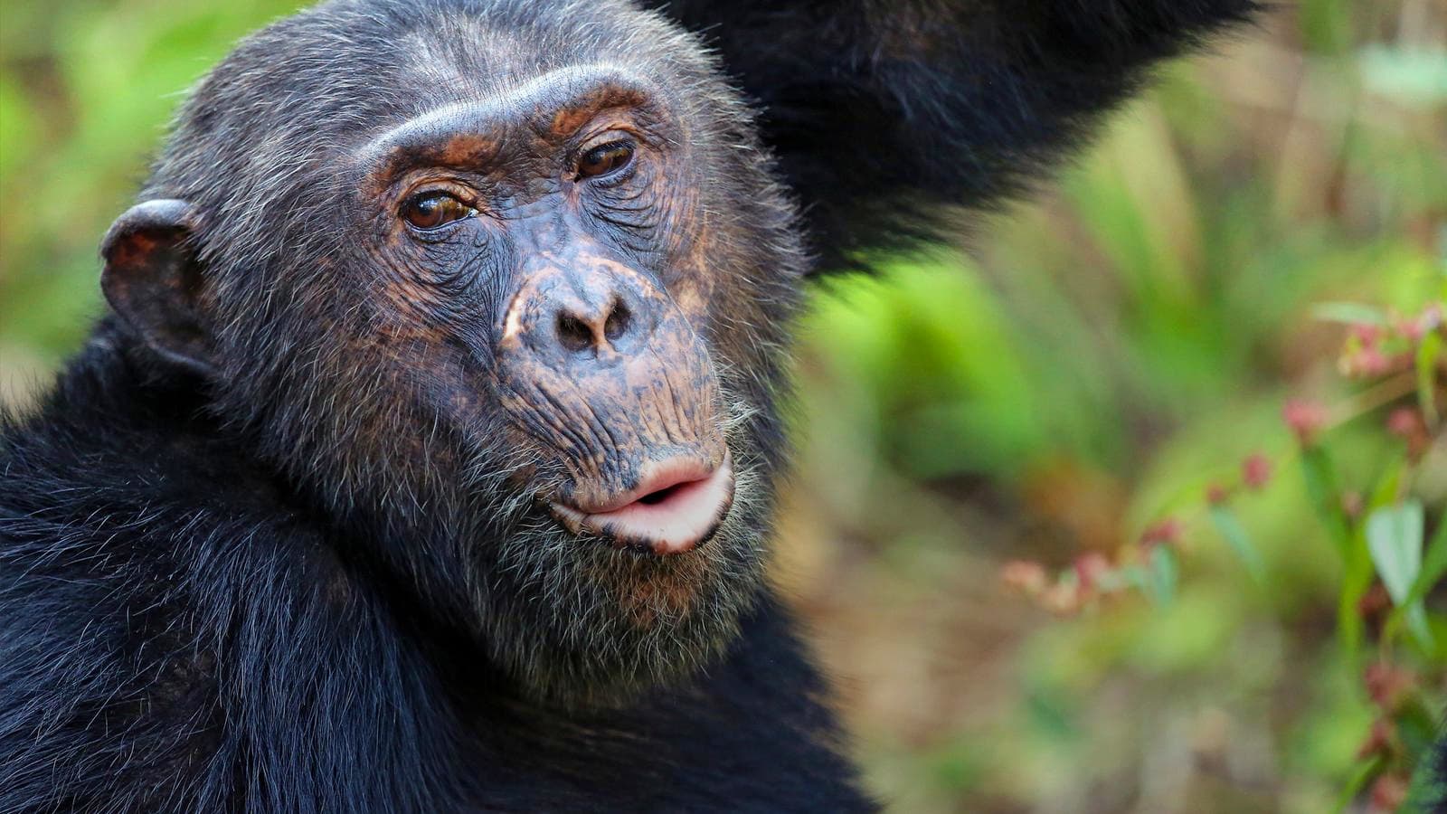 Banner image of Tanzania: Chimp Trekking & Serengeti Safari