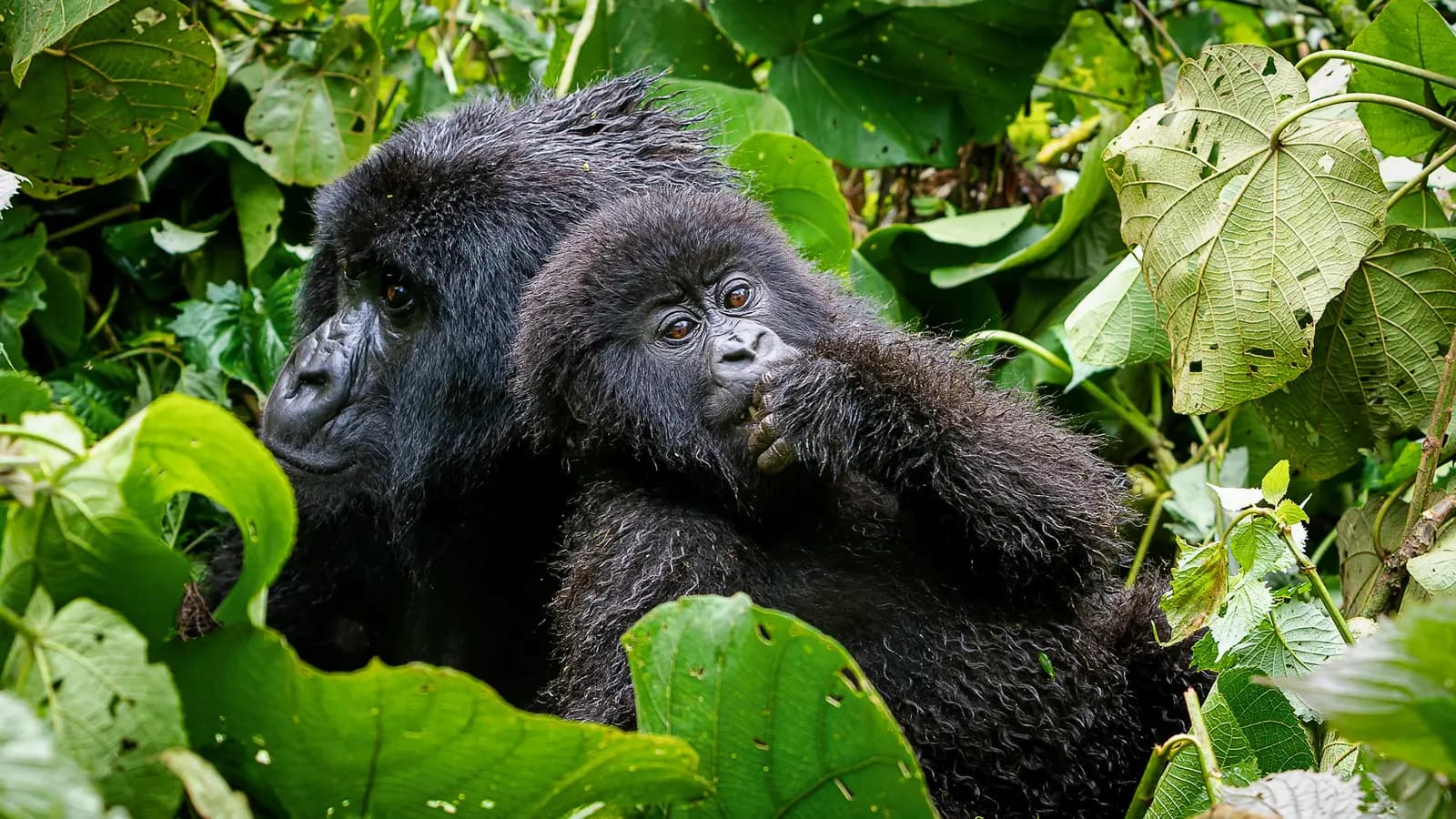 Banner image of Signature: Rwanda's Primate Kingdoms