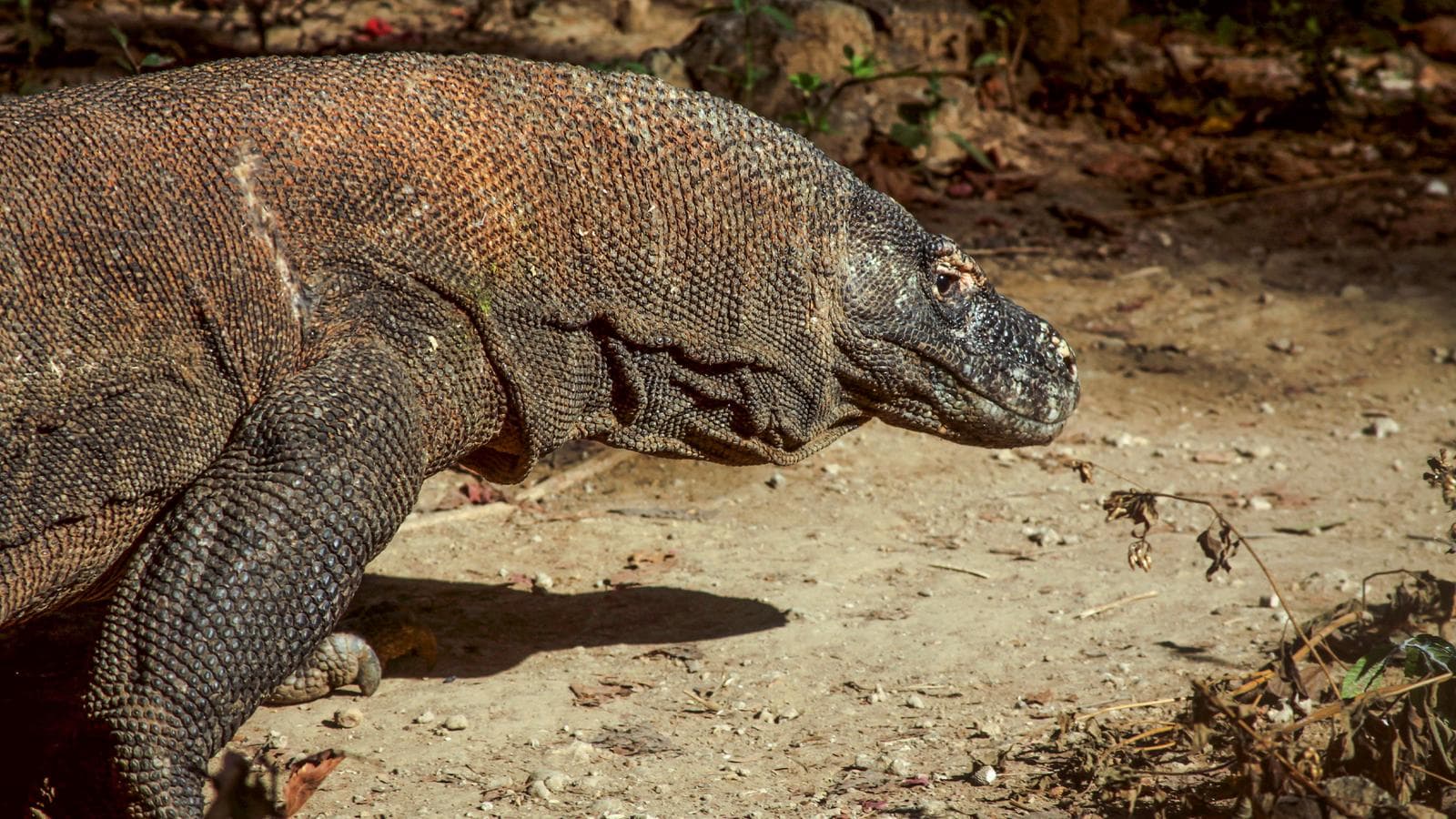Banner image of Indonesia: Java, Bali & Komodo Island
