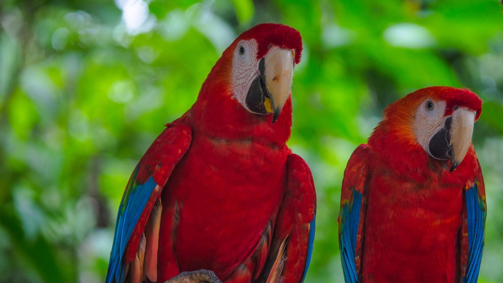 Banner image of G Lodge Amazon & Camping - 4 Day Independent Adventure
