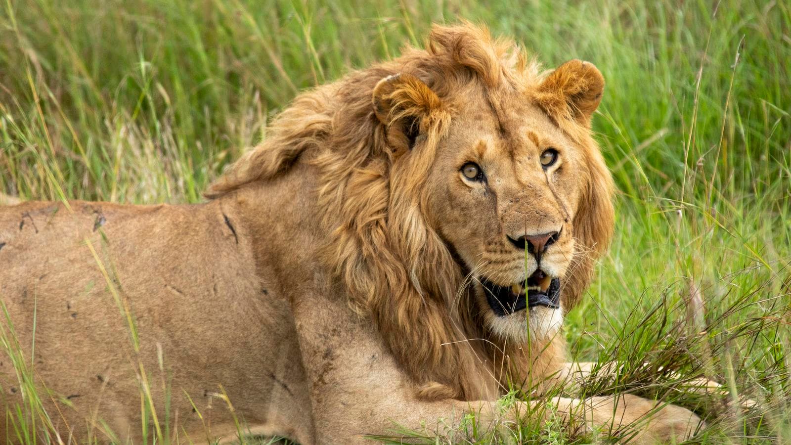 Banner image of Wildlife & Coastal Wonders of Kenya: Tsavo to Watamu