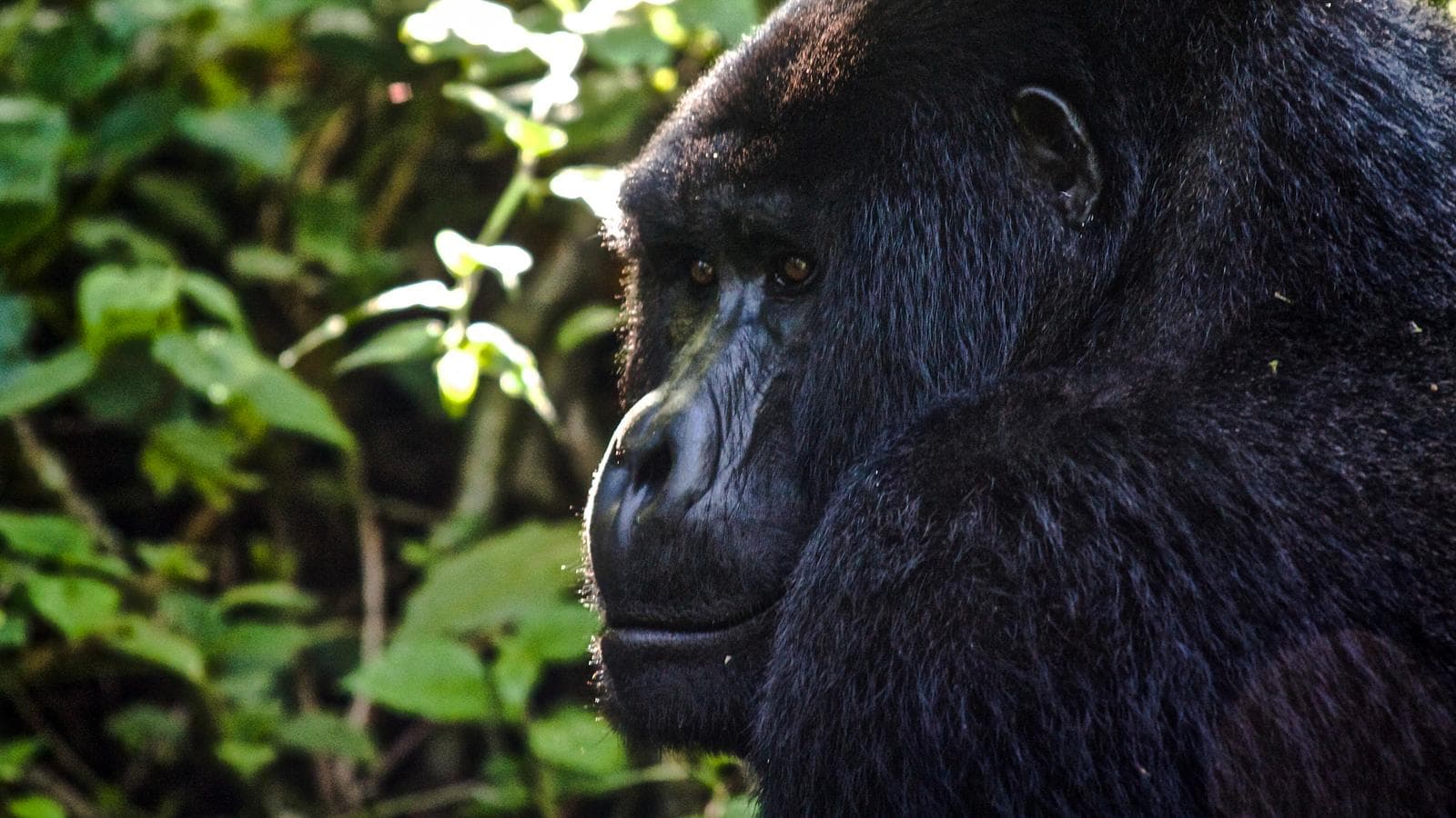 Banner image of Uganda to Rwanda: Gorilla Treks & Safari Drives