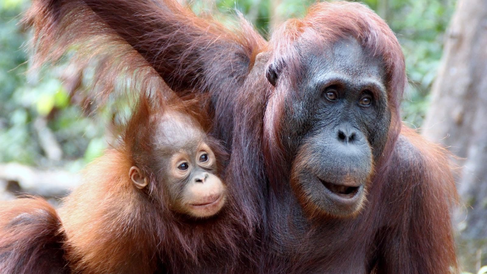 Banner image of Indonesia: Borneo Orangutans of Tanjung Puting National Park