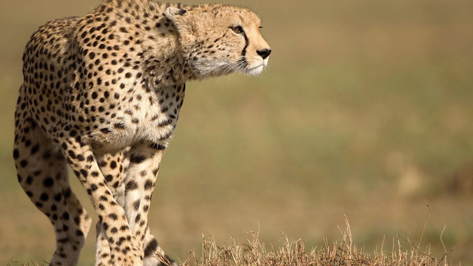 Banner image of Kruger & Swazi Overland