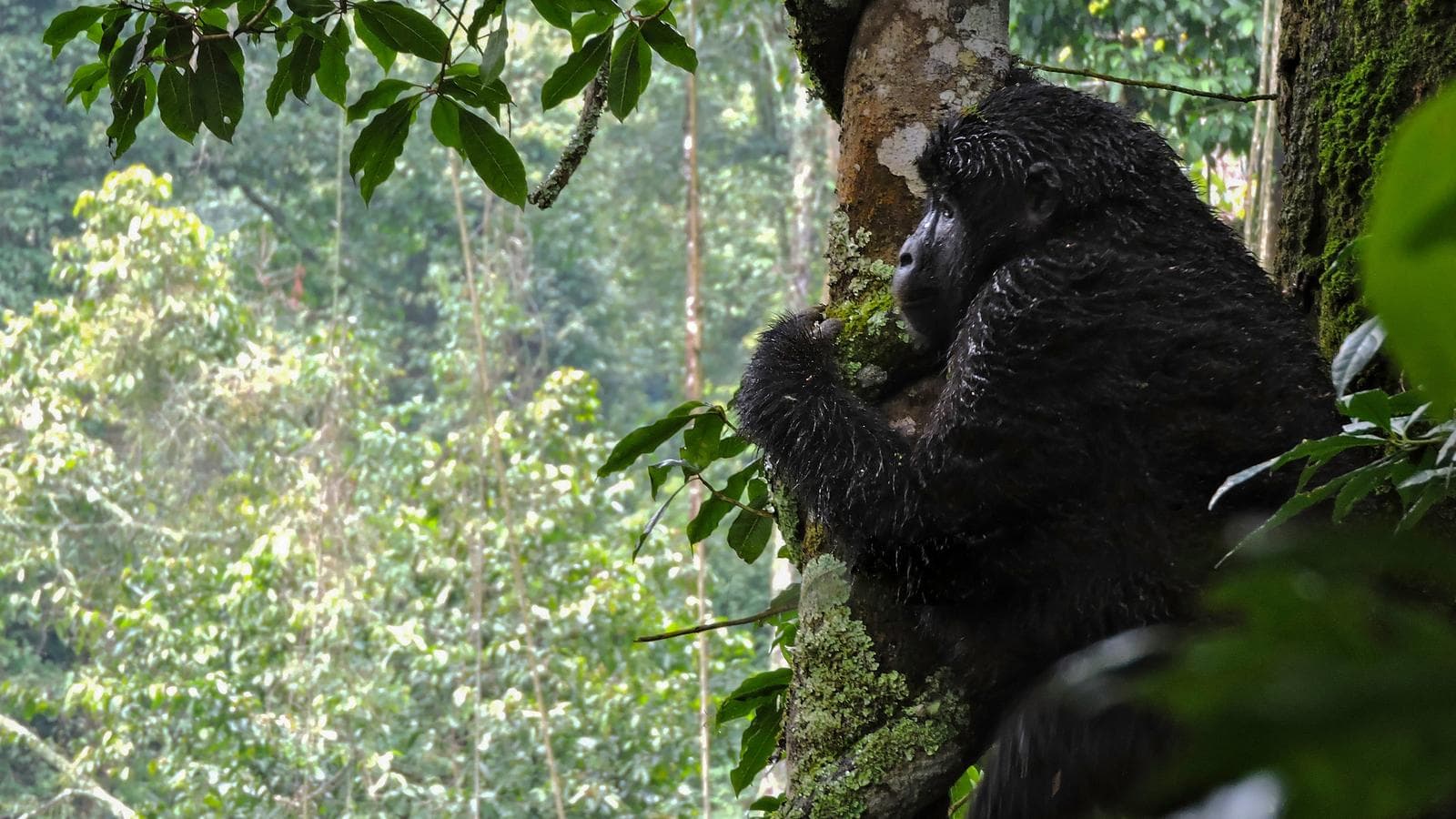 Banner image of Kenya & Uganda Gorilla Overland: Forests & Wildlife Spotting