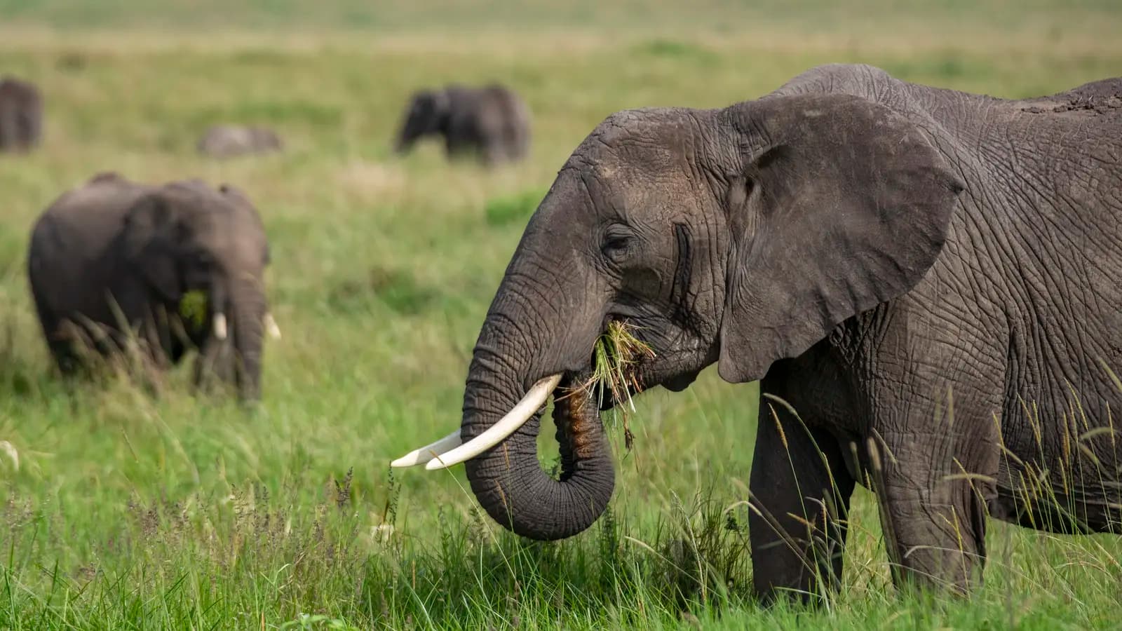 Banner image of East Africa: Maasai Mara, Serengeti Safaris, & Island Paradise