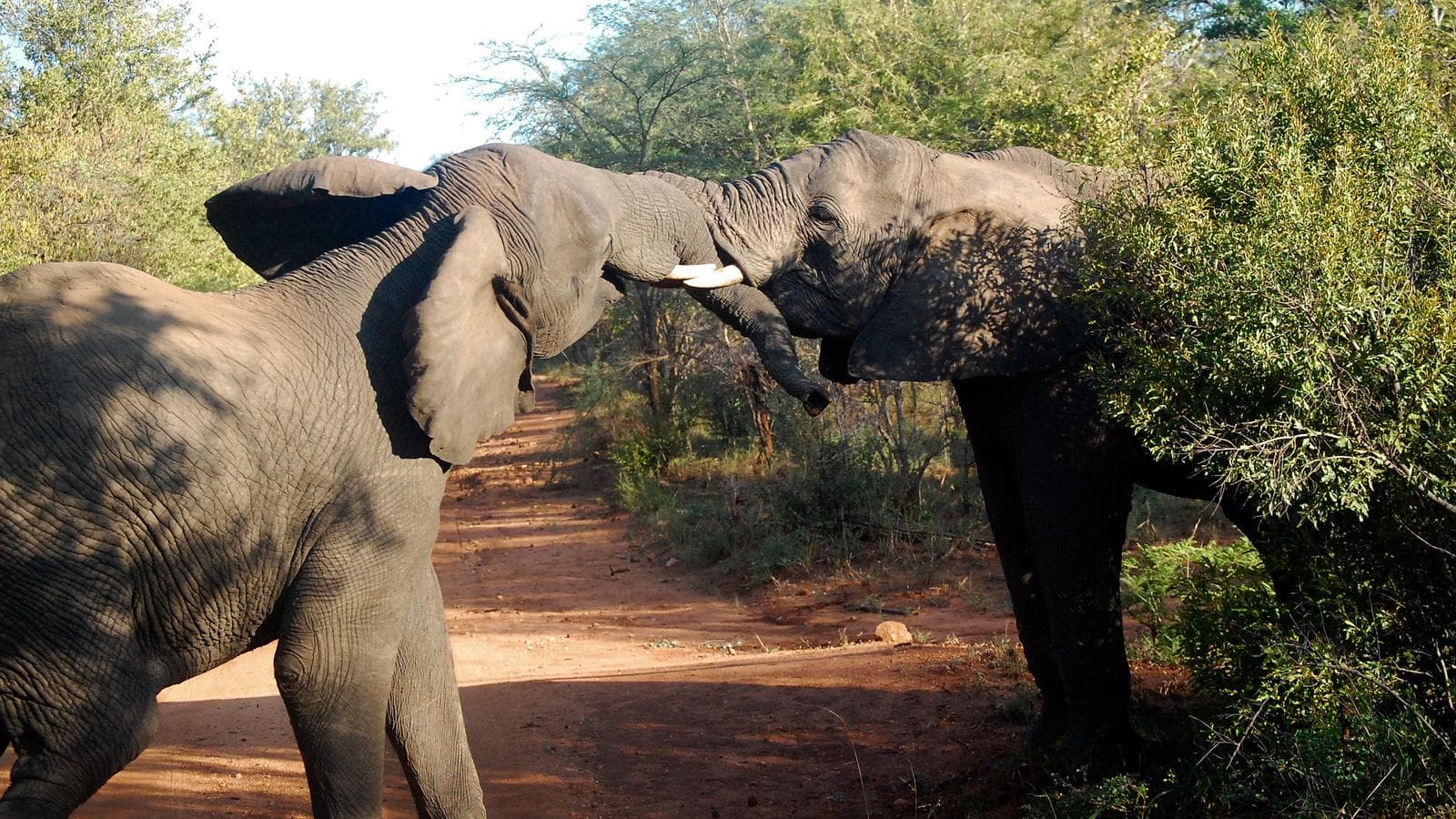 Banner image of South Africa Overland: Sea Cliffs & Safari Drives