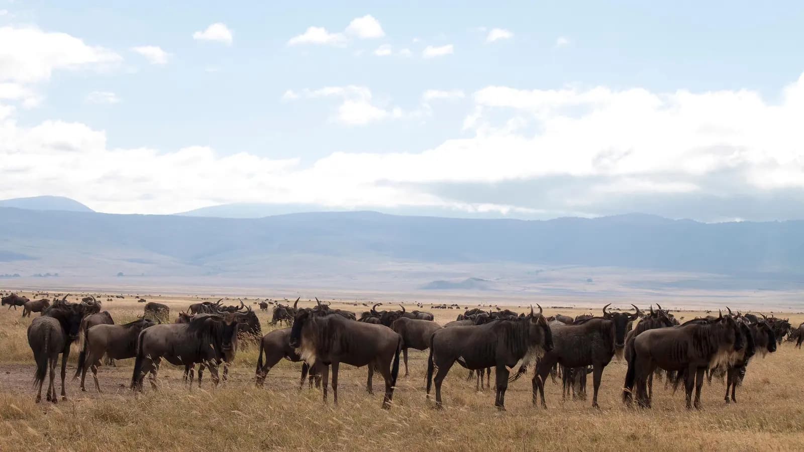 Banner image of Kenya & Tanzania: Amboseli, The Serengeti & Ngorongoro Crater