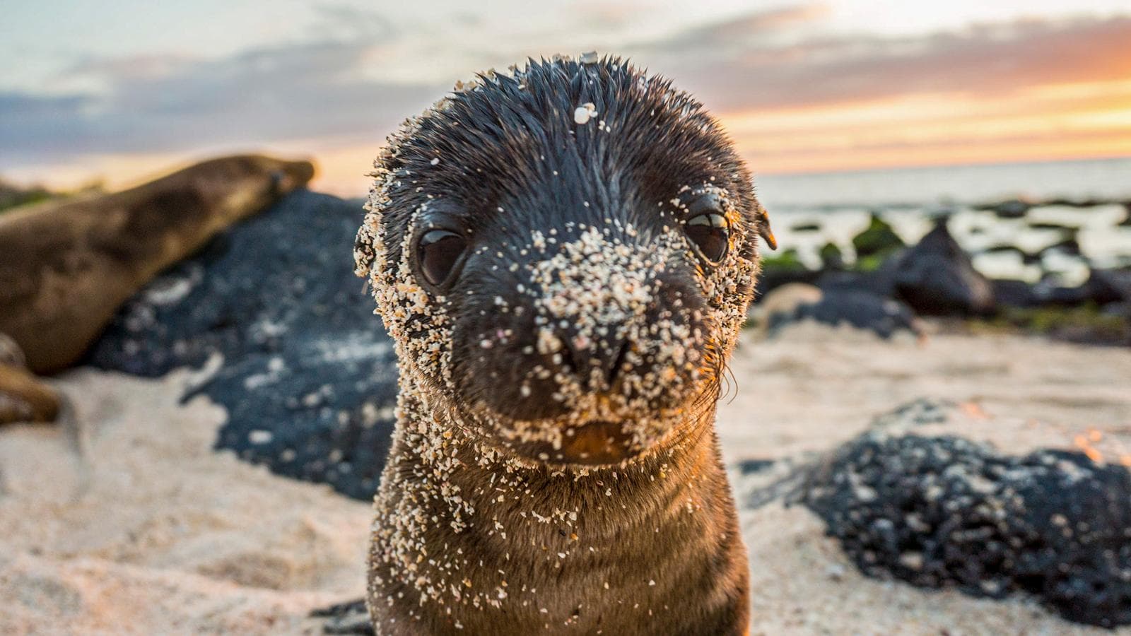 Banner image of Galápagos – West and Central Islands aboard the Reina Silvia Voyager