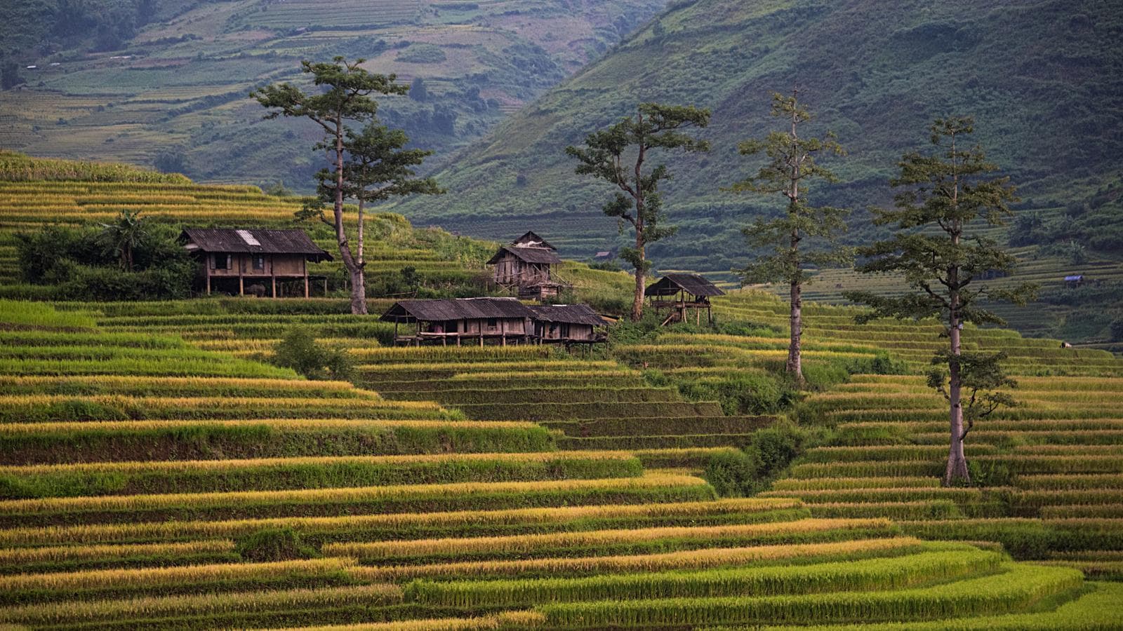 Banner image of Classic Vietnam: Sapa to Ho Chi Minh