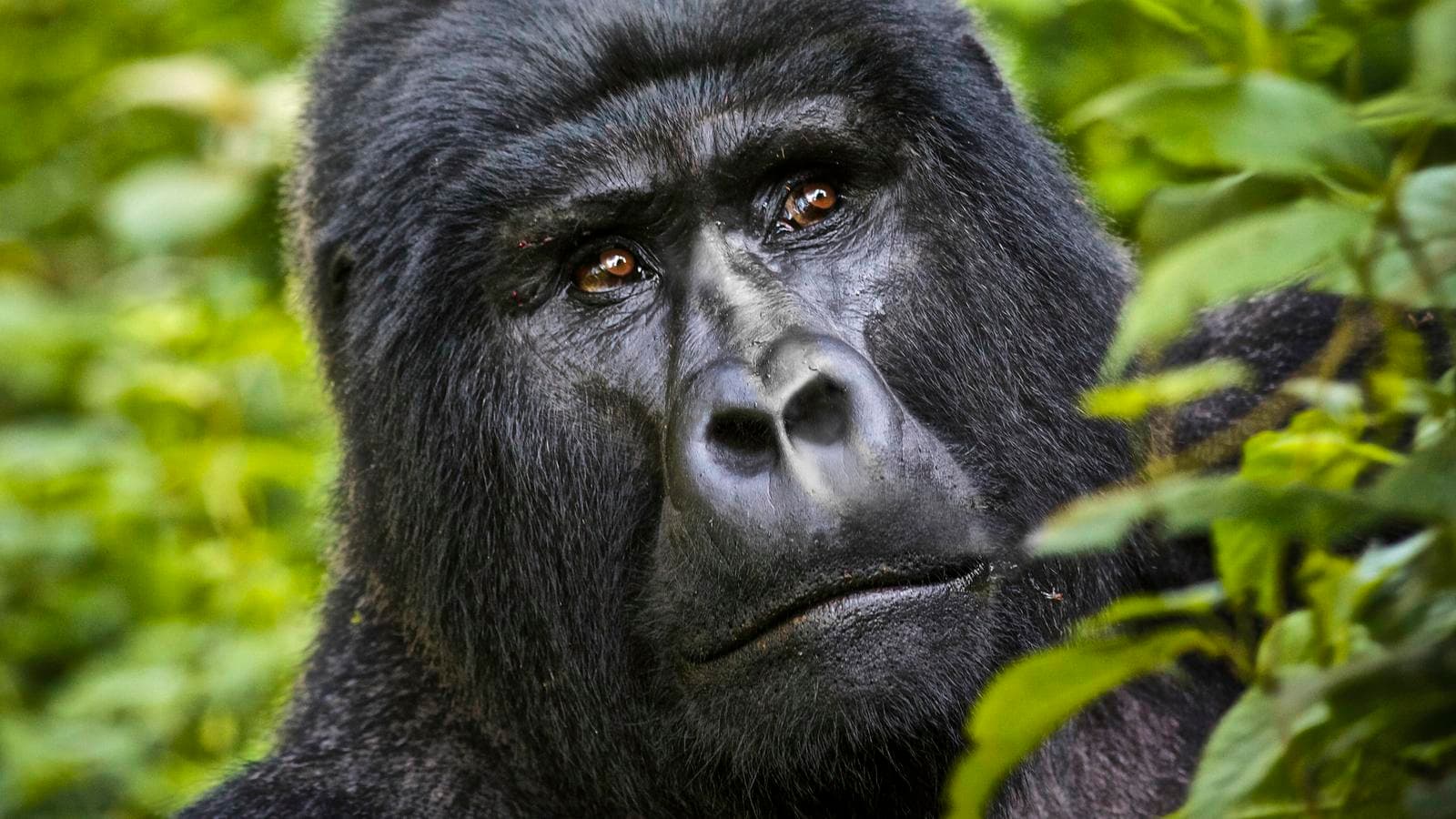 Banner image of Kenya & Uganda Gorilla Adventure