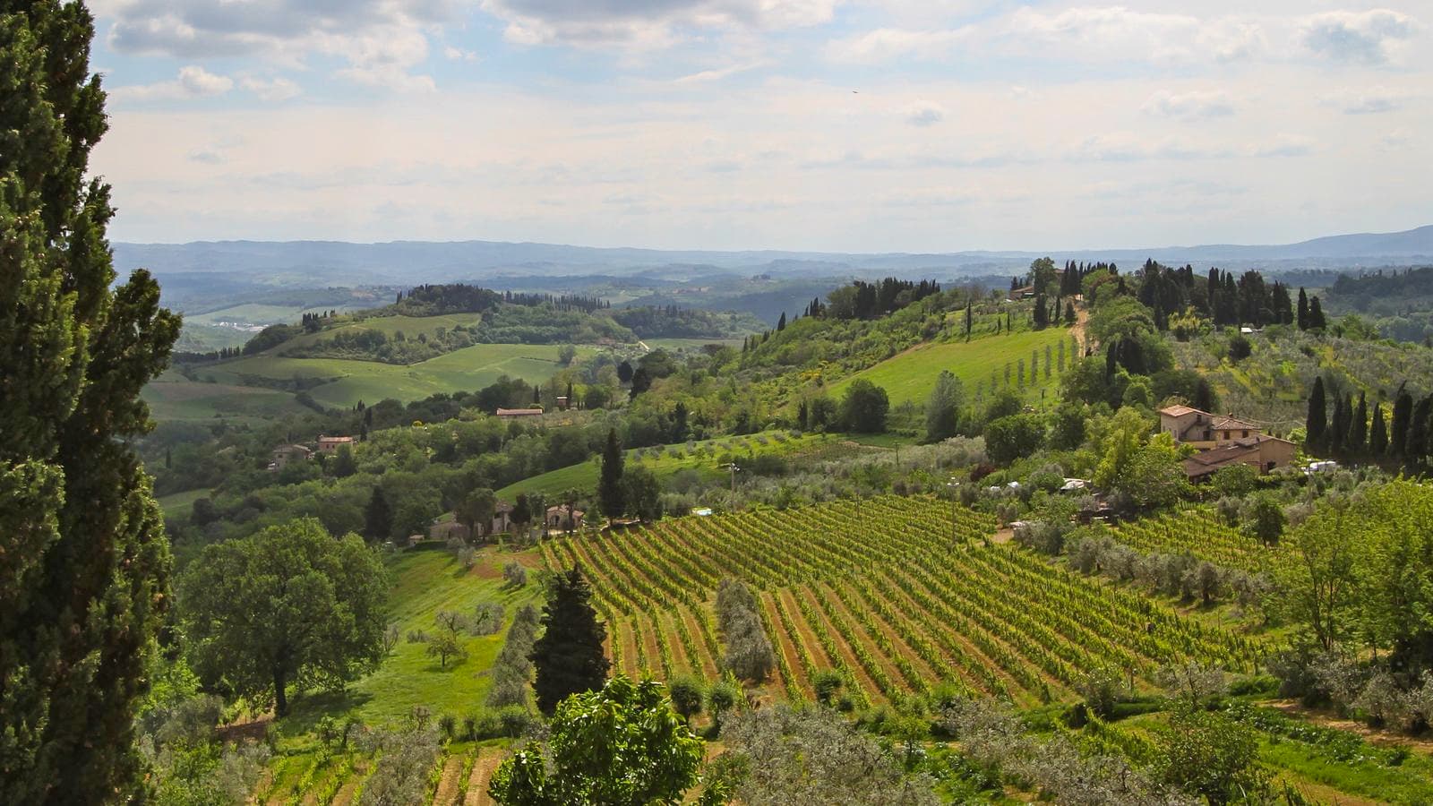 Banner image of Italy: Tuscany and Umbria Vineyard Walks