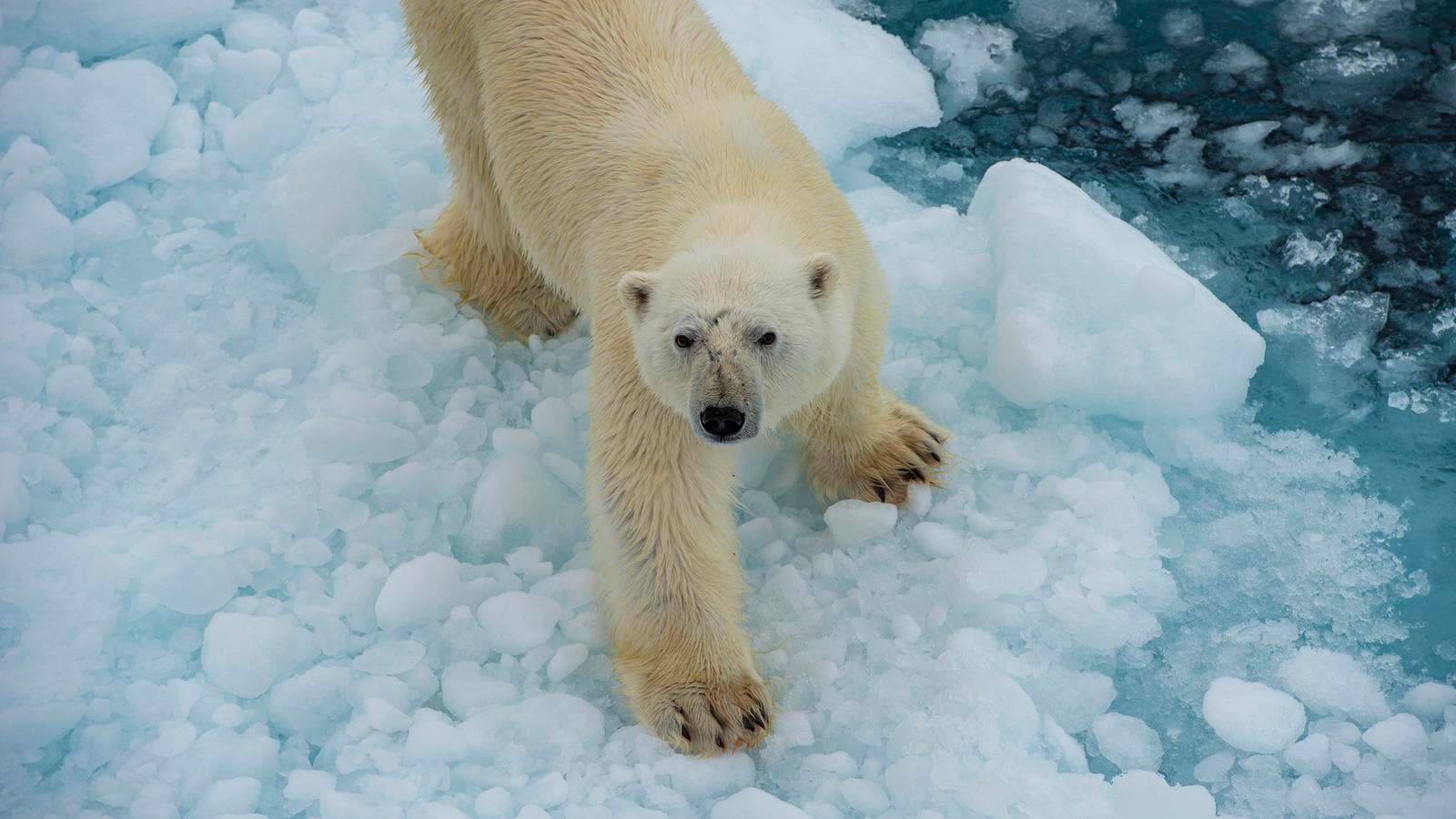 Banner image of Canadian Polar Bear Experience