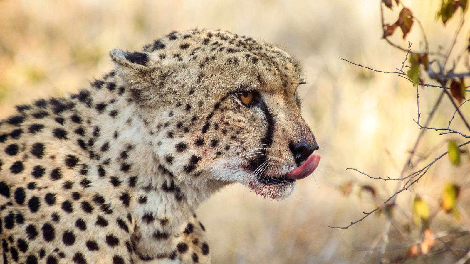 Banner image of Best of South Africa