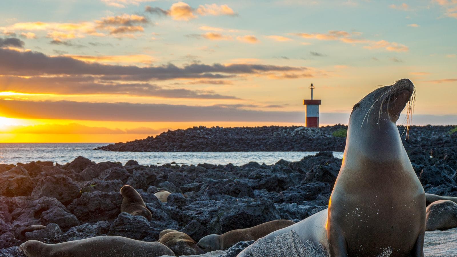 Banner image of Galápagos – Central and East Islands aboard the Reina Silvia Voyager (Cruise Only)
