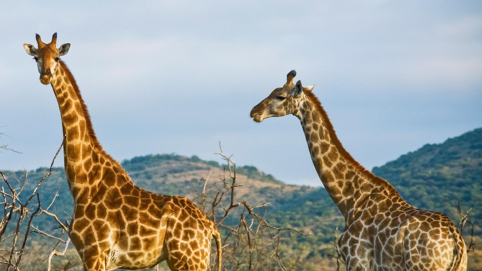 Banner image of Kenya Overland: Safari Drives & National Reserves